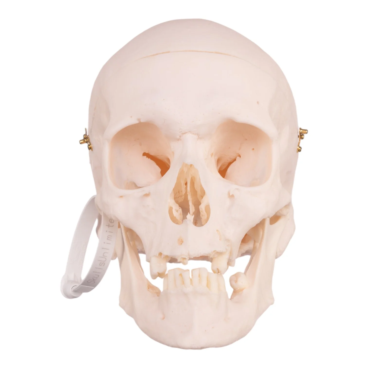 Real Research Quality Human Skull - Image 3