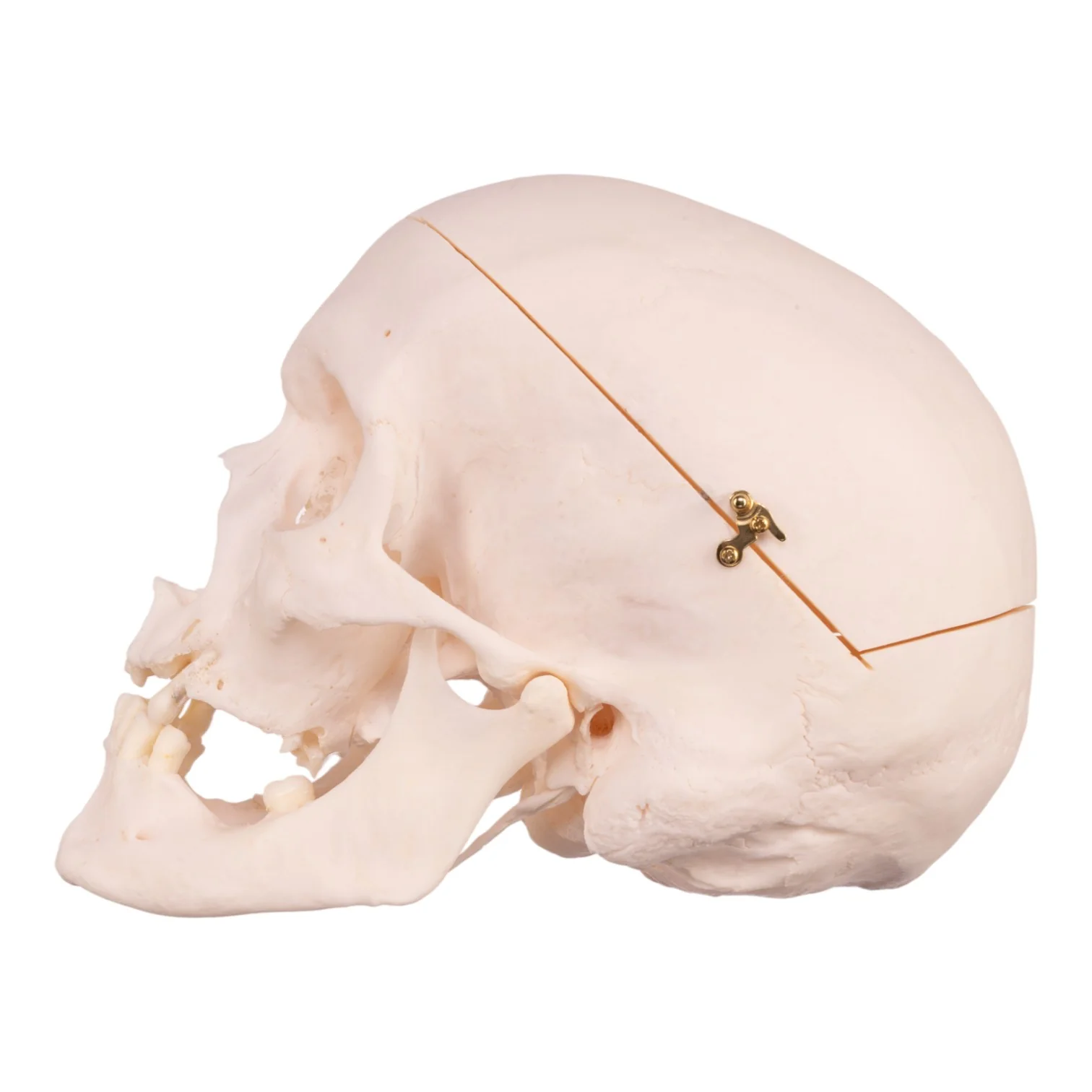 Real Research Quality Human Skull - Image 4