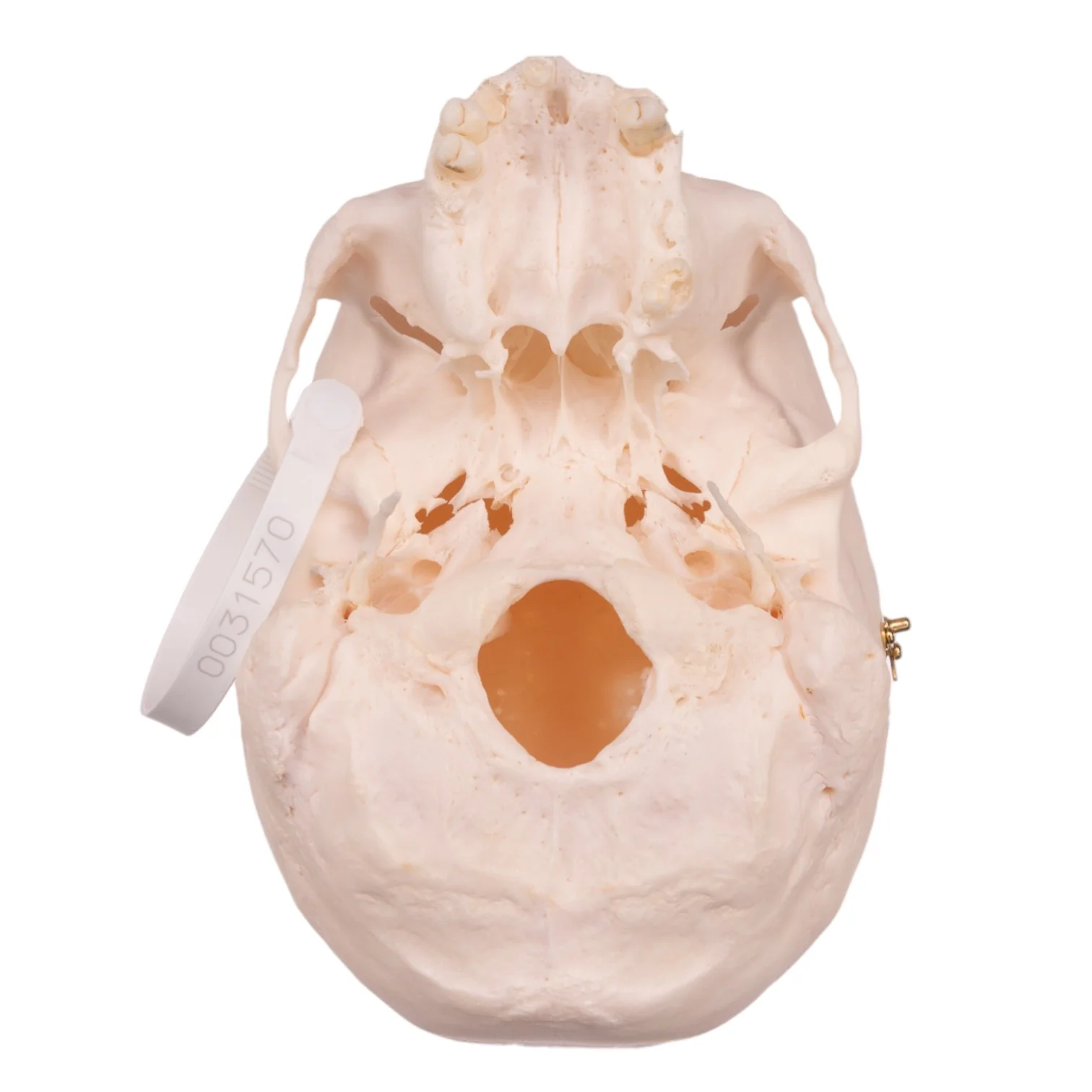Real Research Quality Human Skull - Image 6