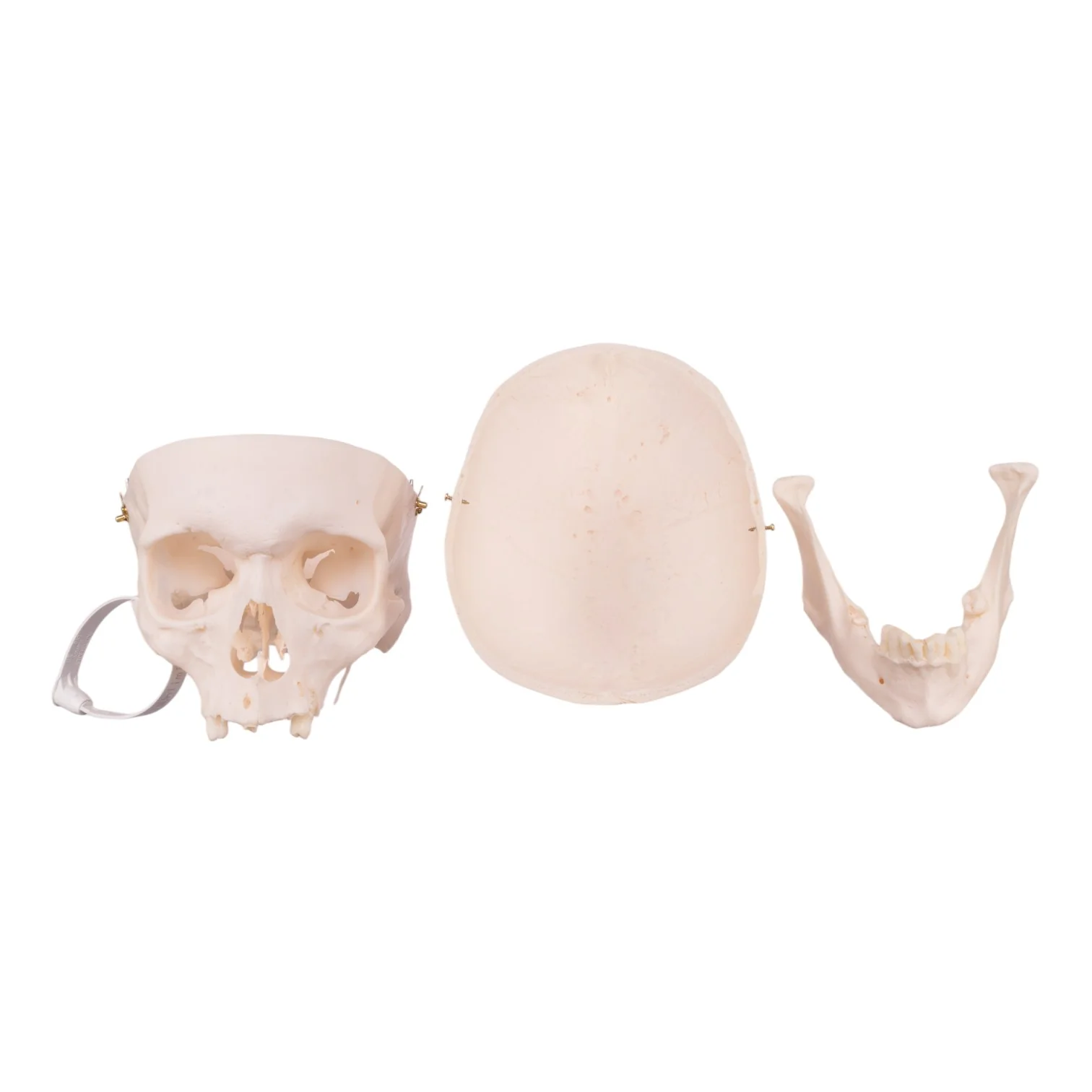 Real Research Quality Human Skull - Image 7