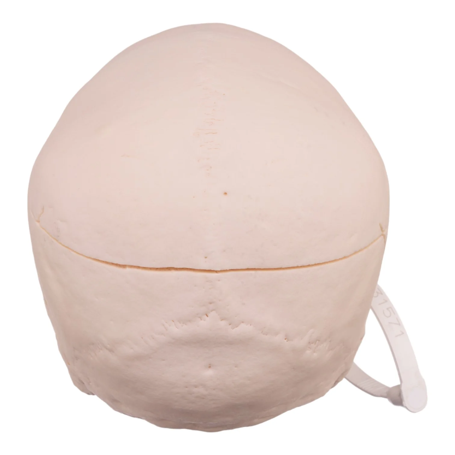 Real Research Quality Human Skull - Image 5
