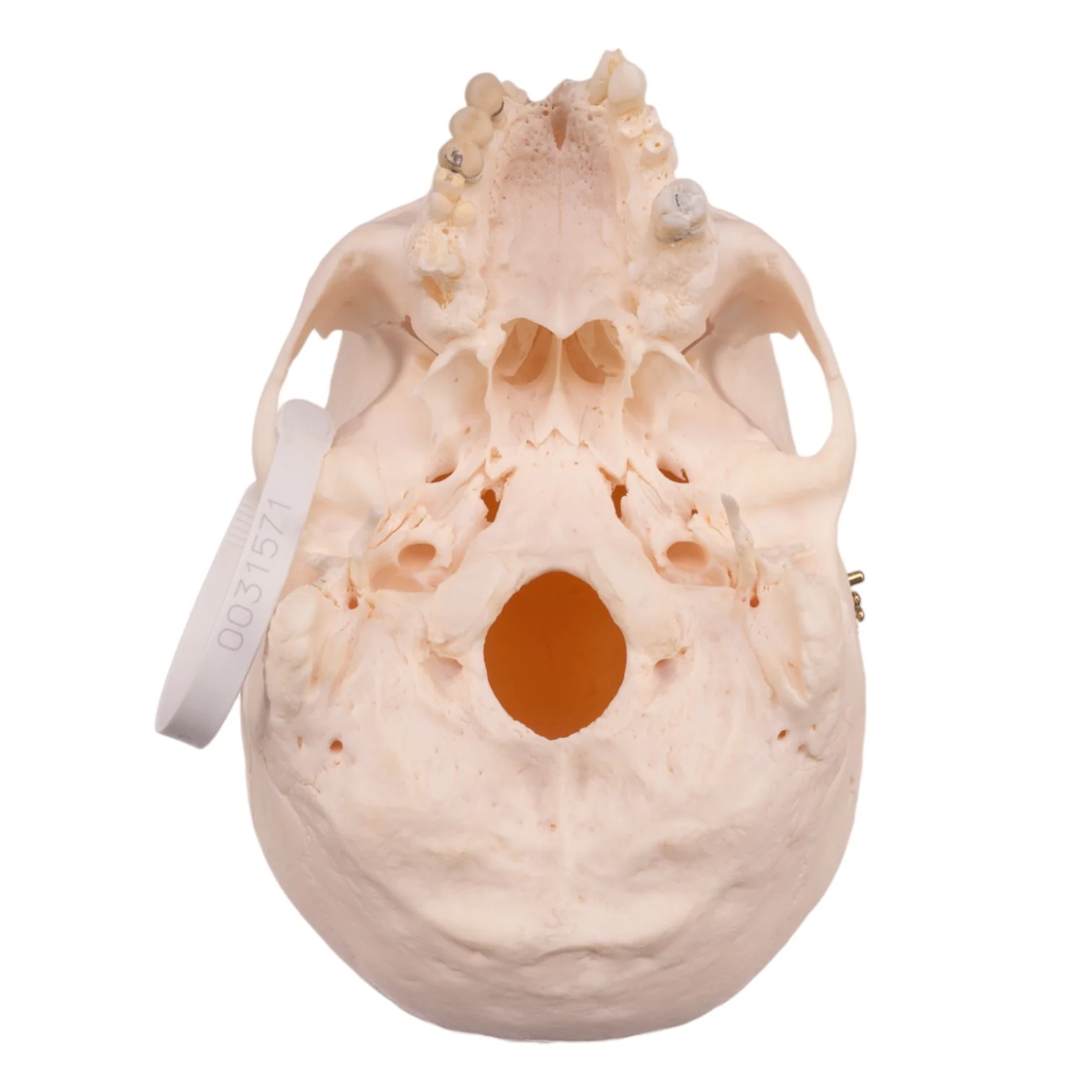 Real Research Quality Human Skull - Image 6