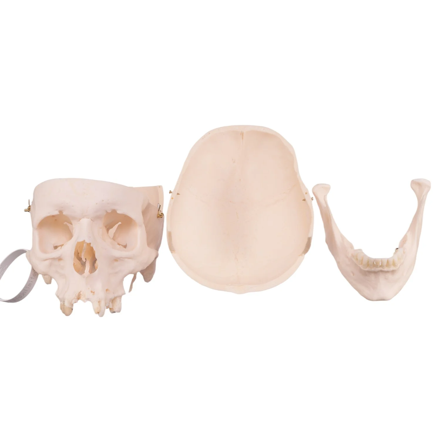 Real Research Quality Human Skull - Image 7