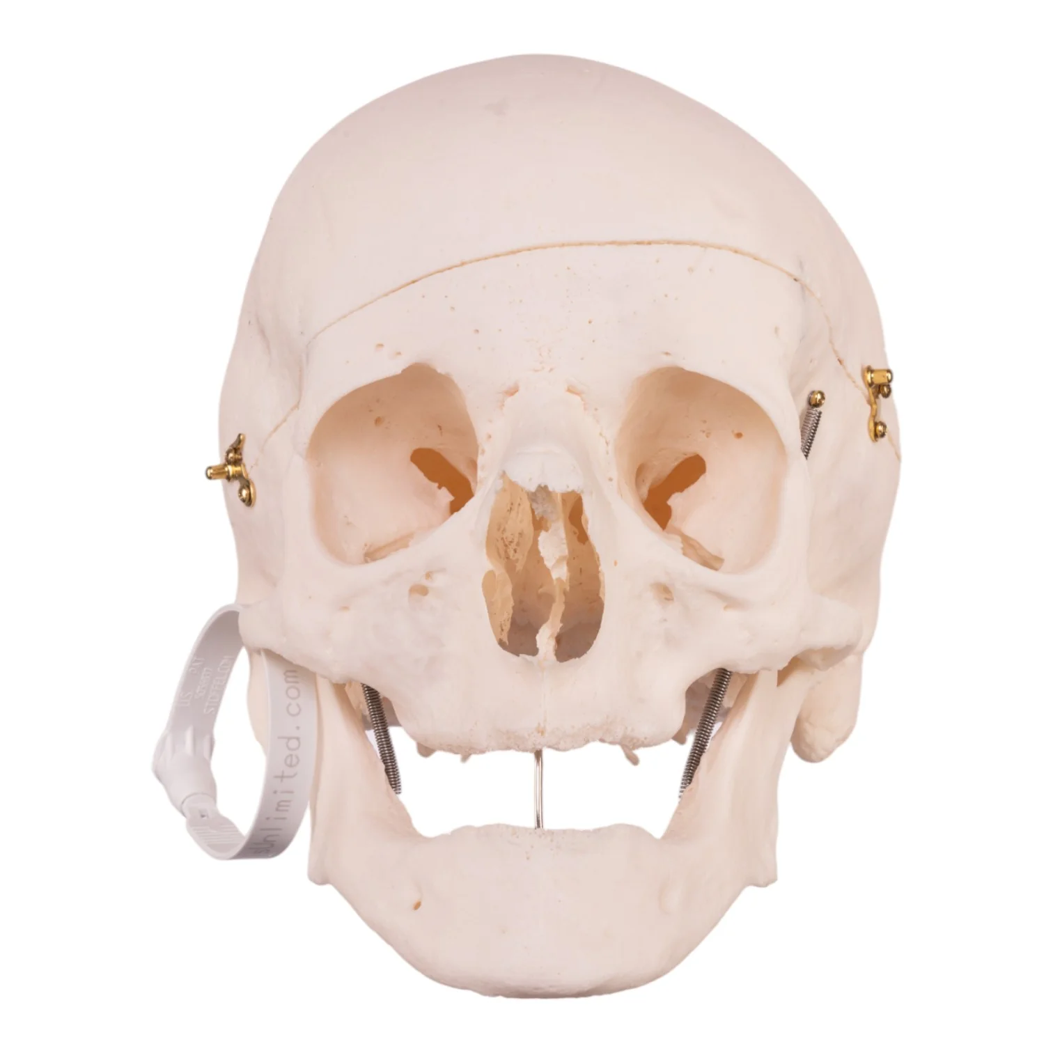 Real Research Quality Human Skull - Image 3