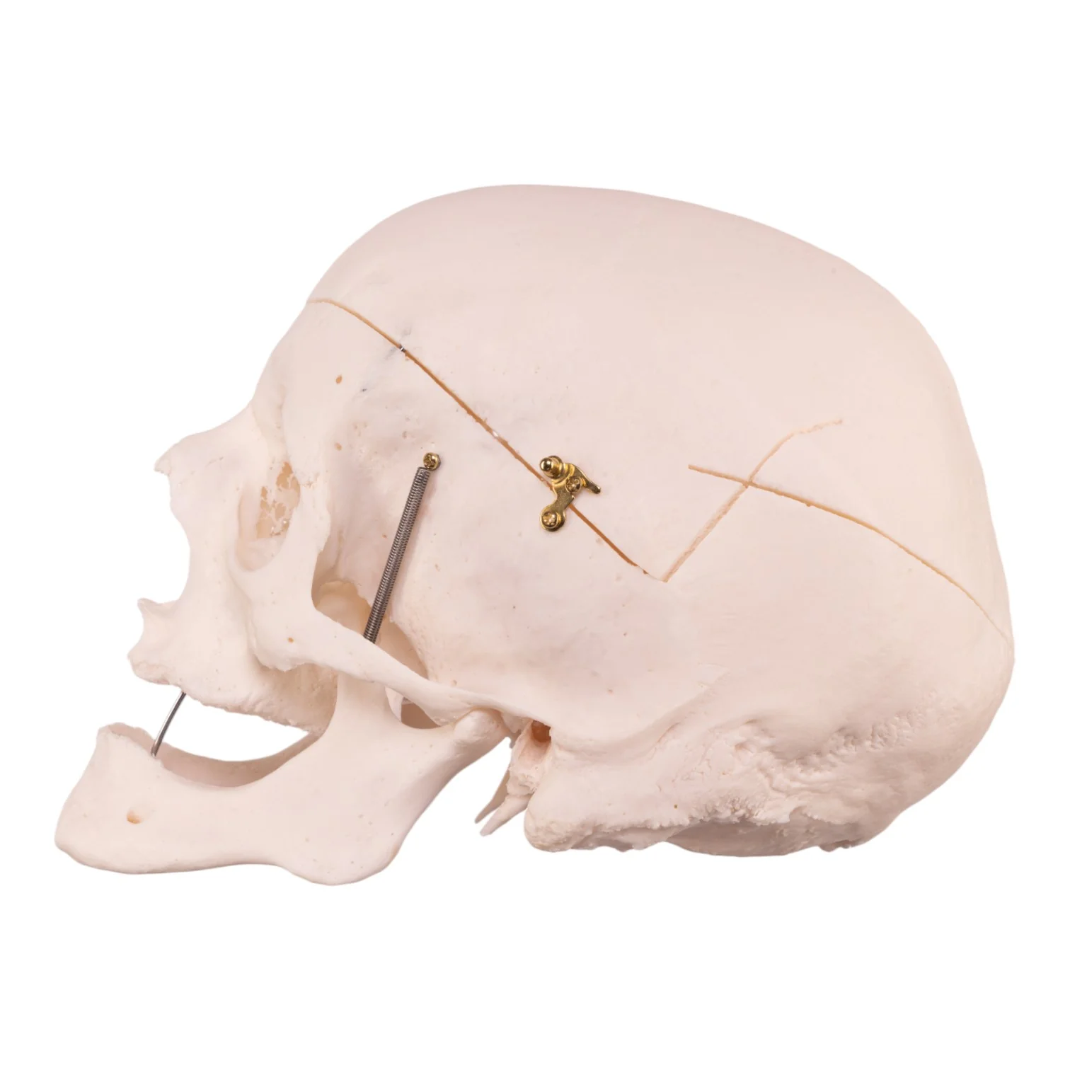 Real Research Quality Human Skull - Image 4
