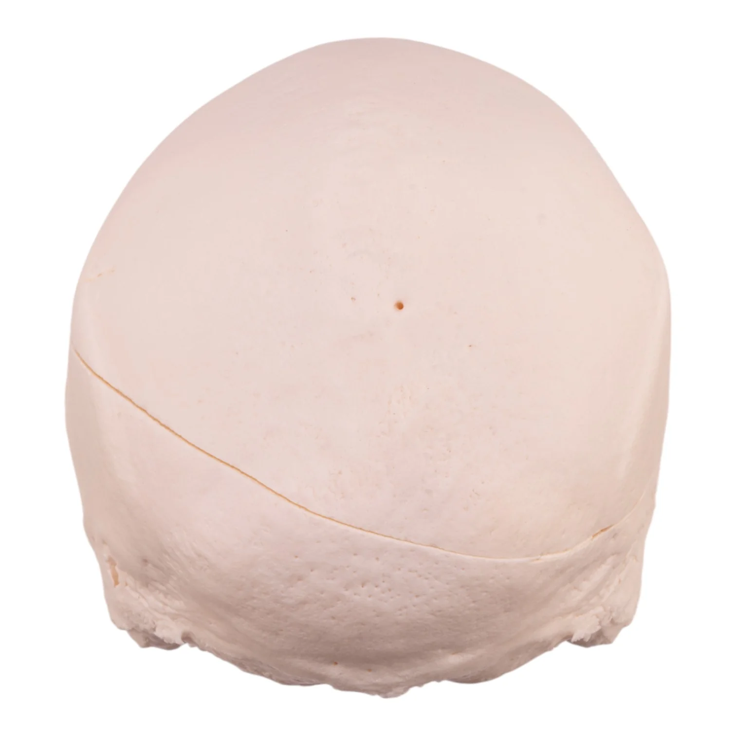 Real Research Quality Human Skull - Image 5