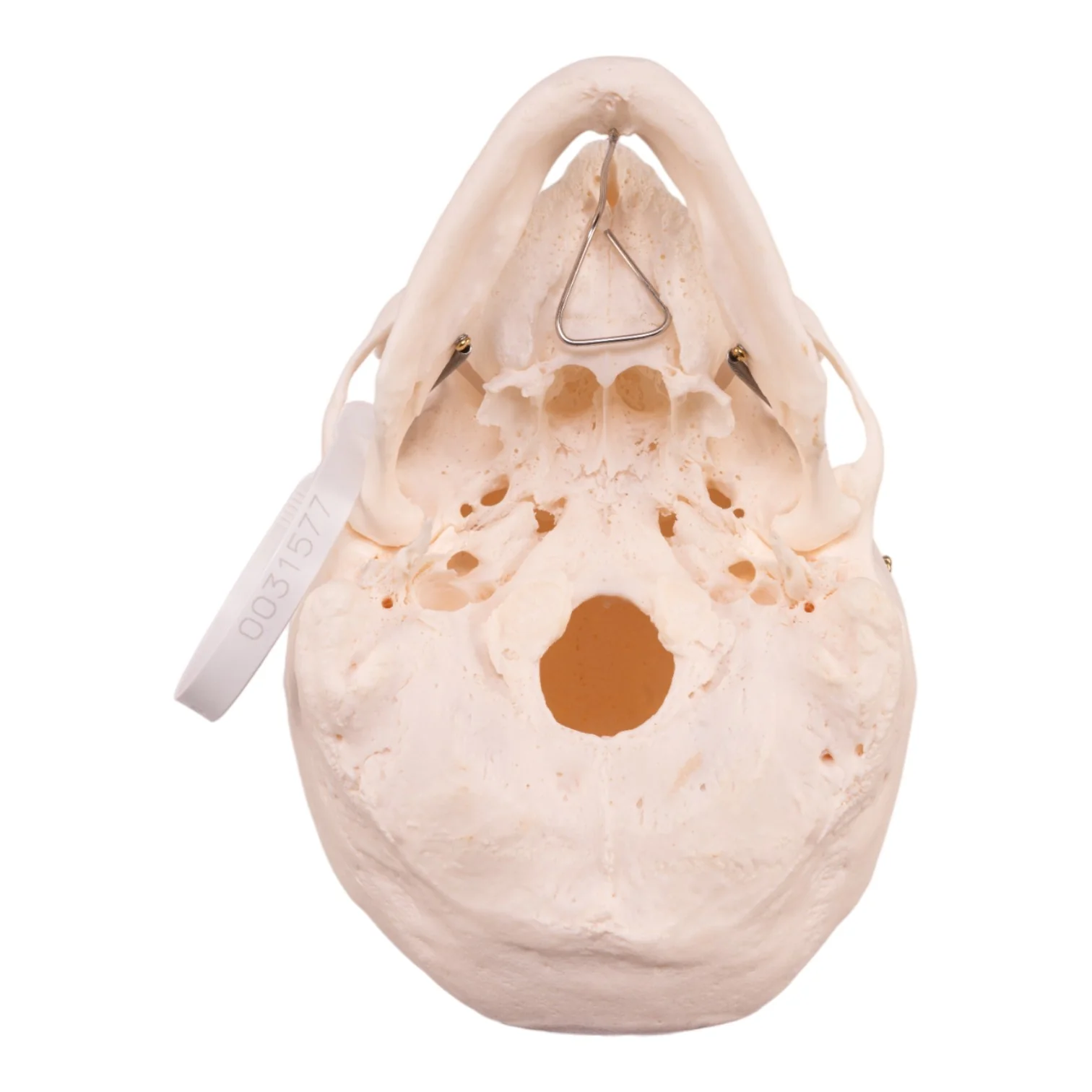 Real Research Quality Human Skull - Image 6
