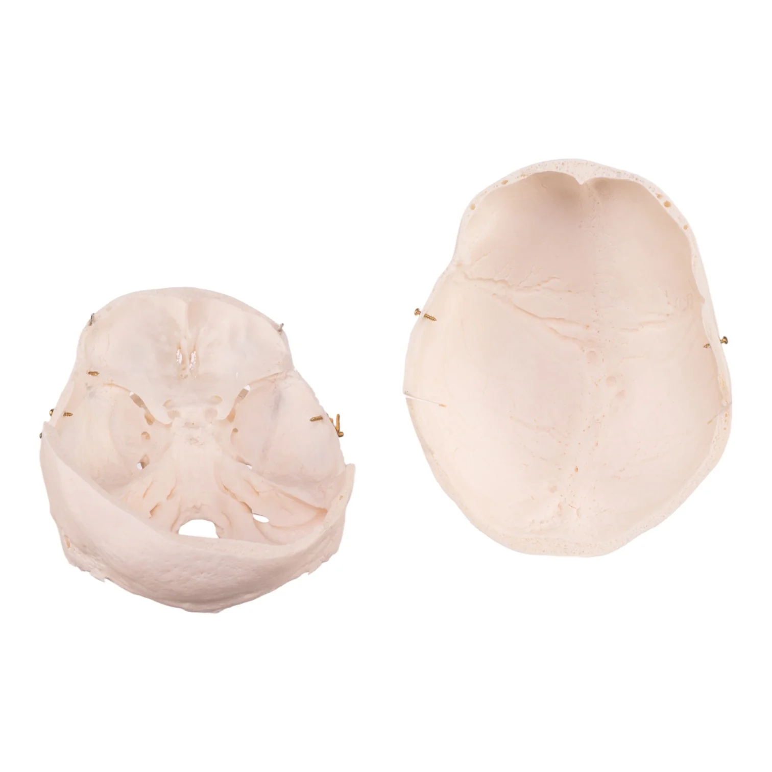 Real Research Quality Human Skull - Image 7