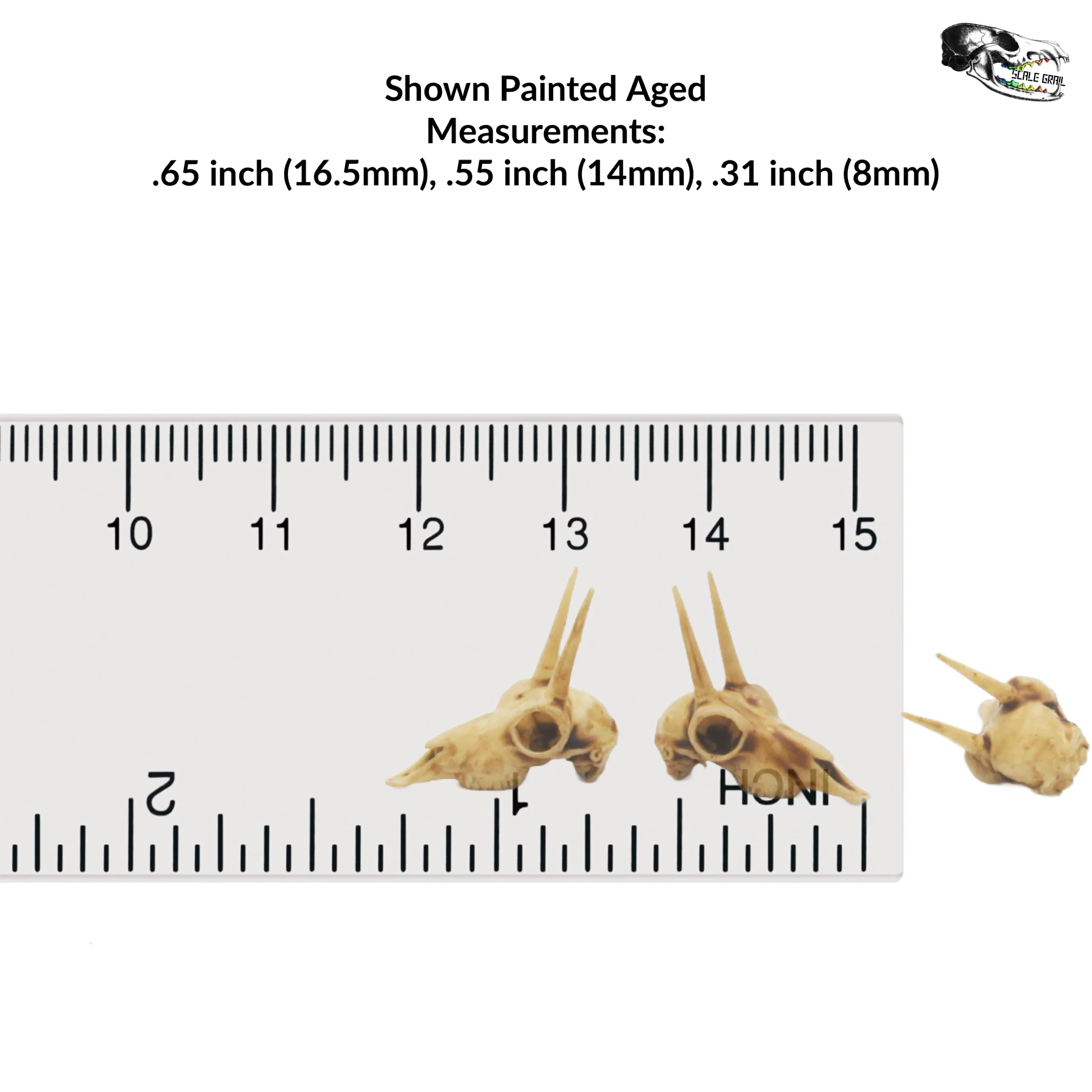 Rhebok Skull Replica - 1:12 Scale (Set of 5) - Image 2