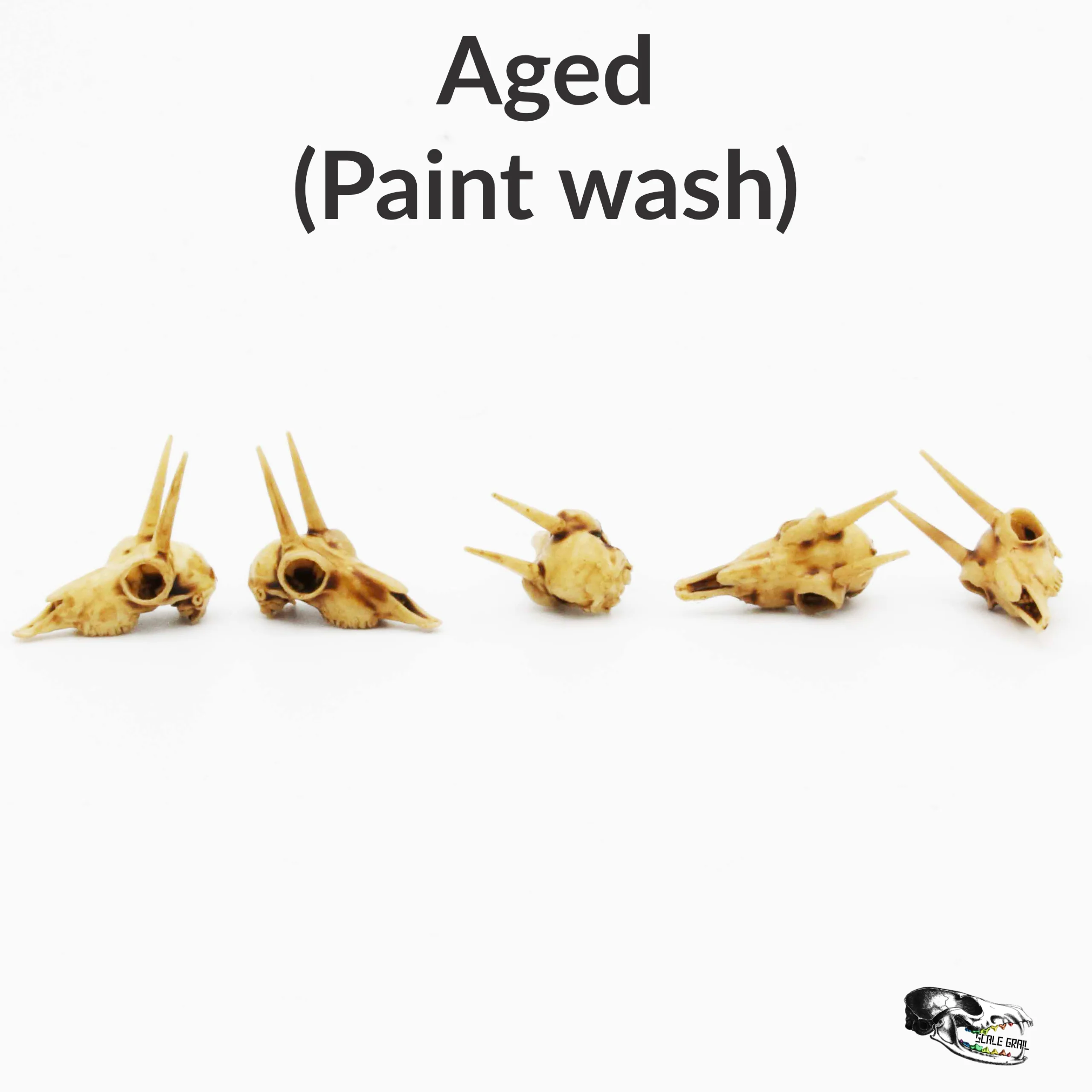Rhebok Skull Replica - 1:12 Scale (Set of 5) - Image 4