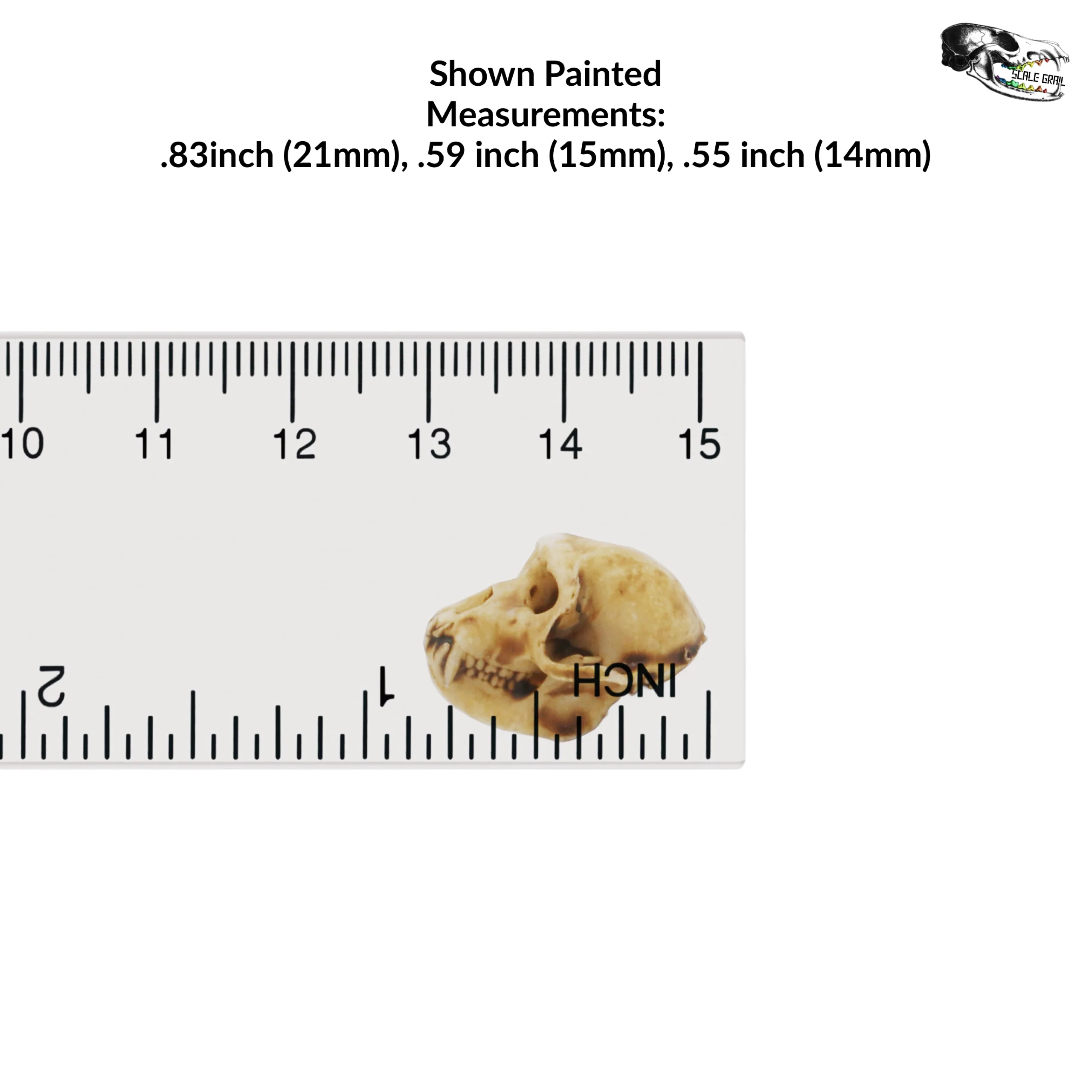 Rhesus Macaque Skull Replica - 1:6 Scale (Set of 5) - Image 2