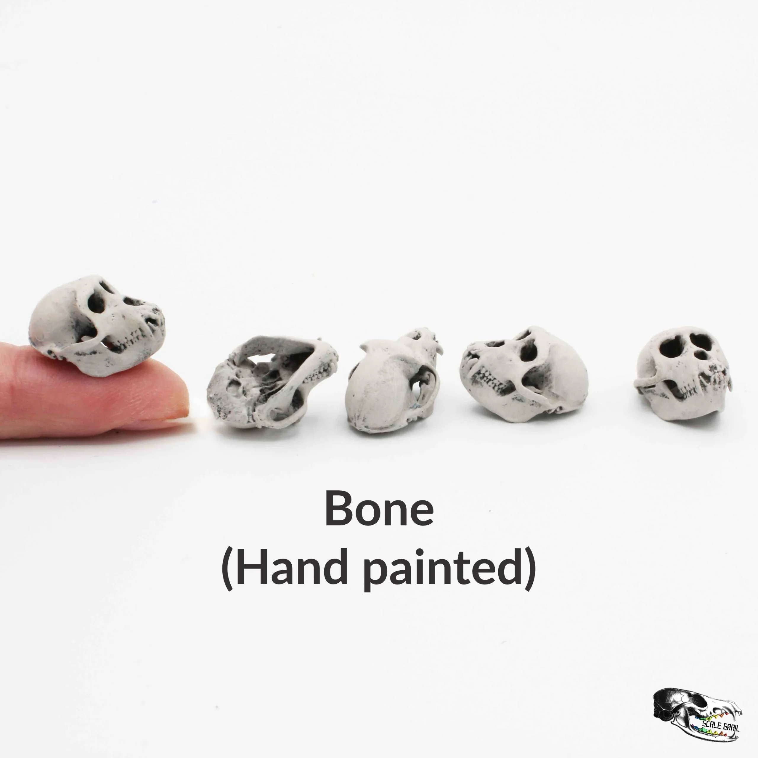 Rhesus Macaque Skull Replica - 1:6 Scale (Set of 5) - Image 3