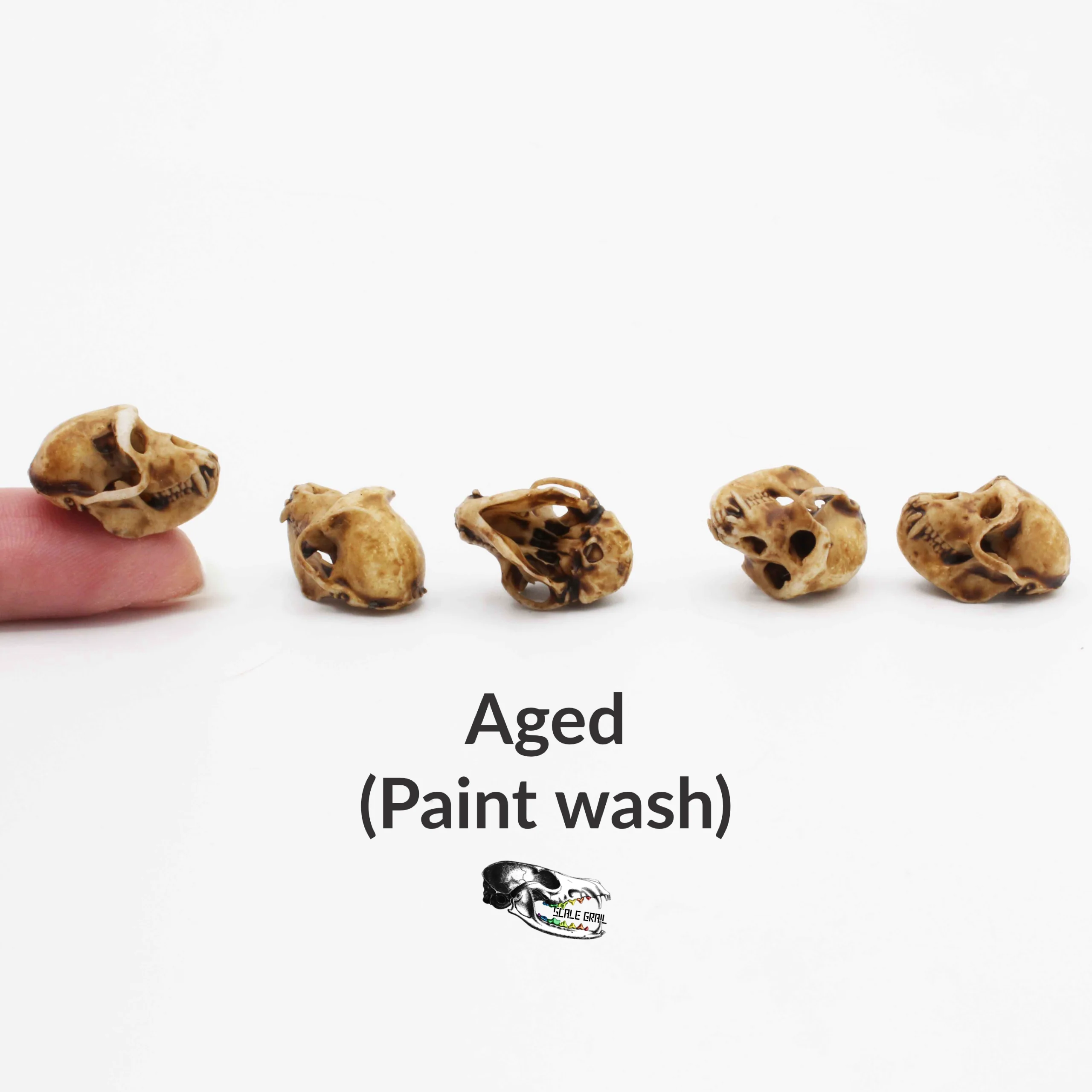 Rhesus Macaque Skull Replica - 1:6 Scale (Set of 5) - Image 4