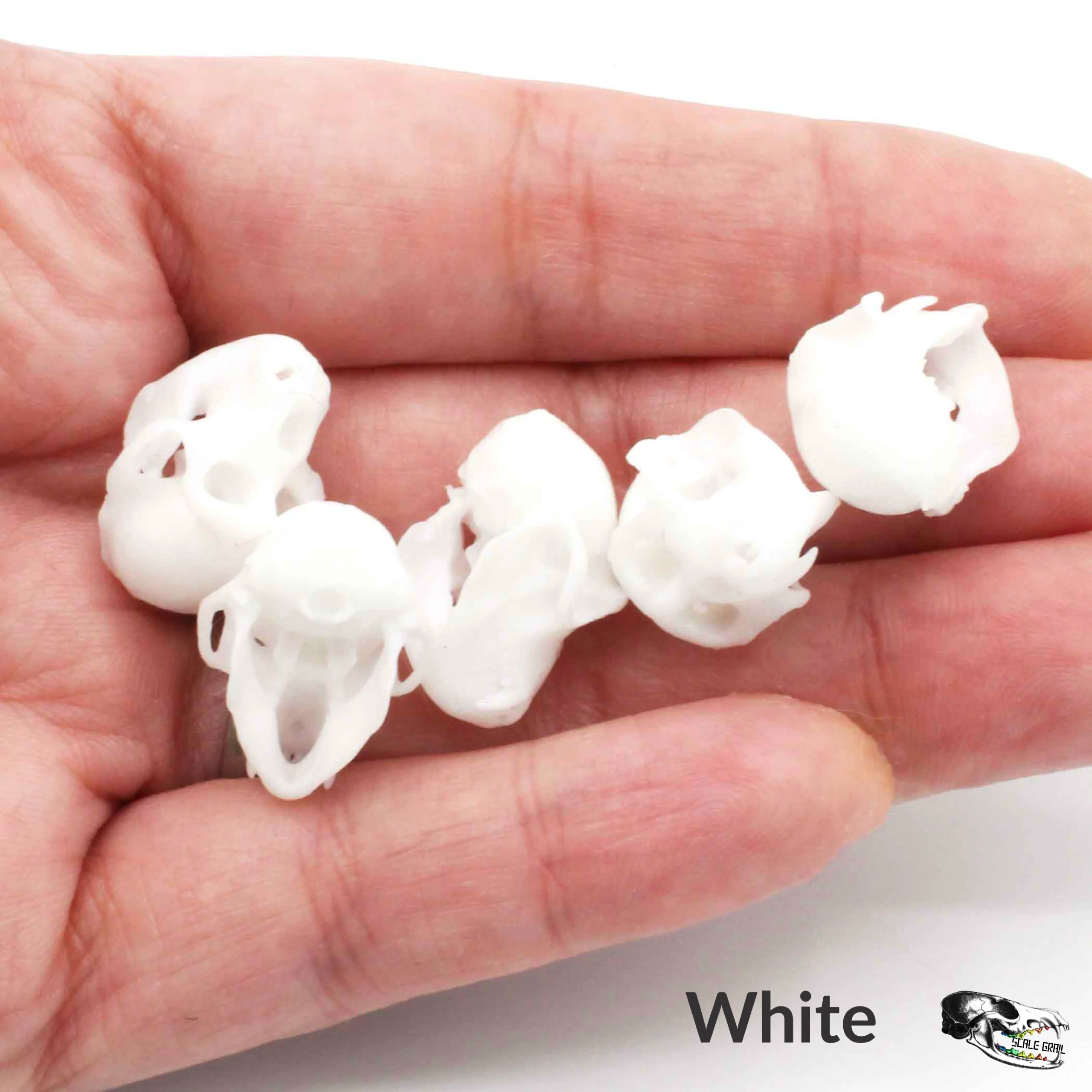 Rhesus Macaque Skull Replica - 1:6 Scale (Set of 5) - Image 5