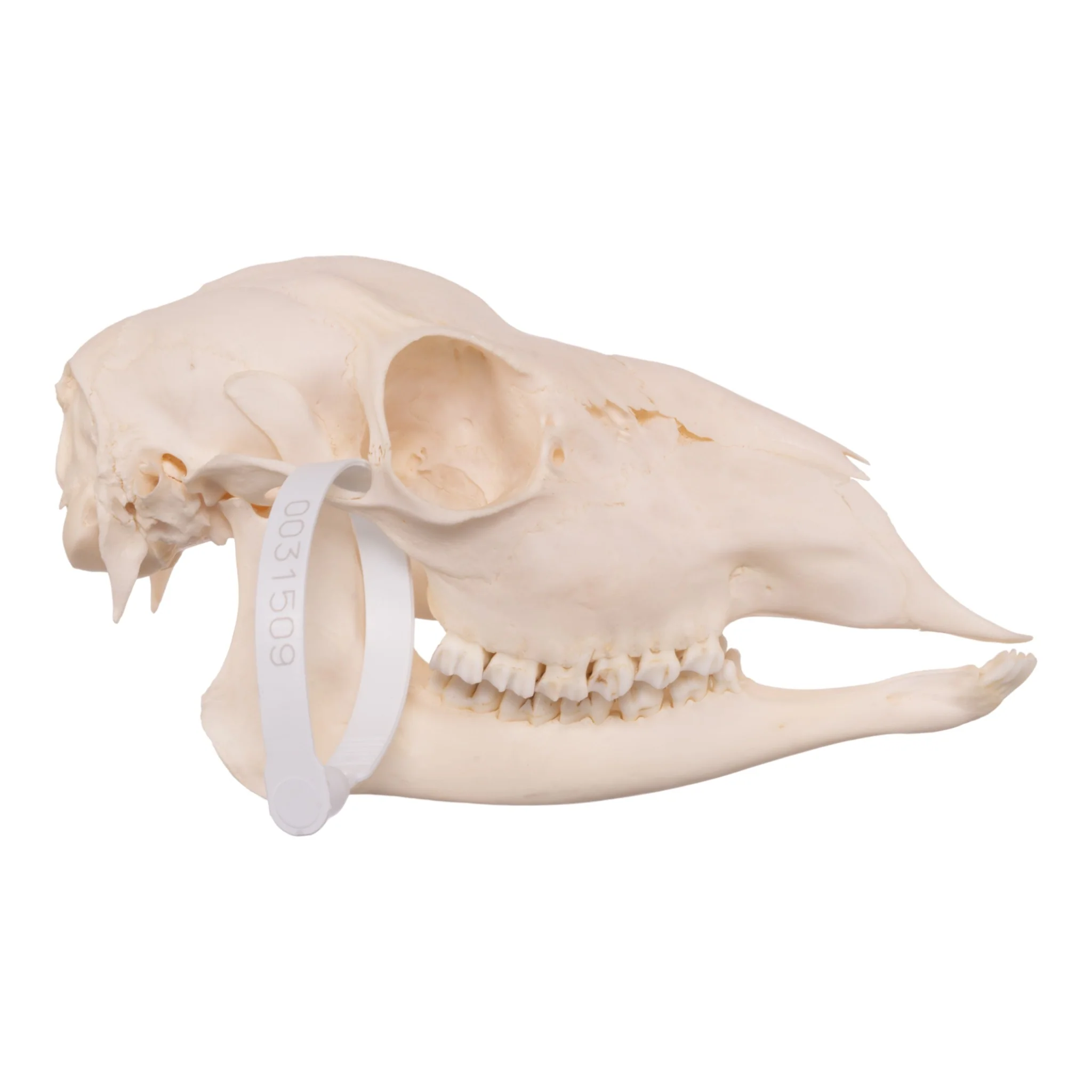 Real Roe Deer Skull - Female - Image 2