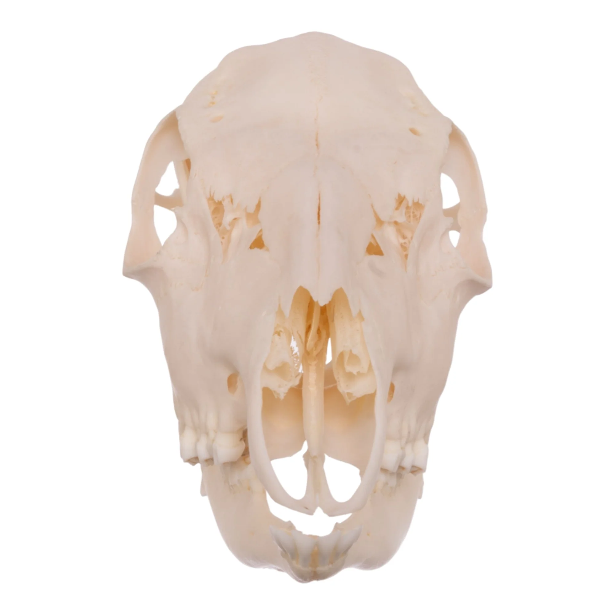 Real Roe Deer Skull - Female - Image 3