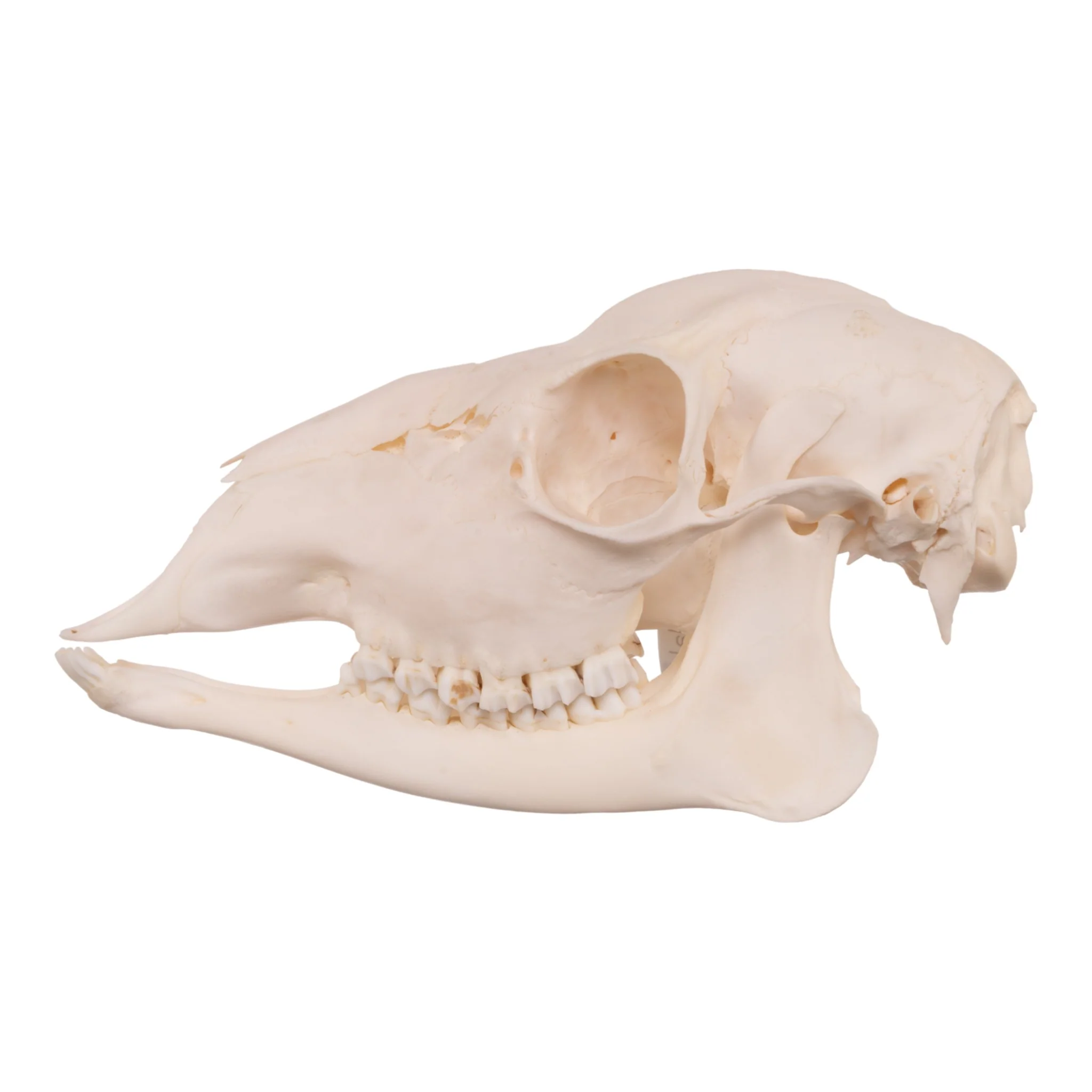Real Roe Deer Skull - Female - Image 4