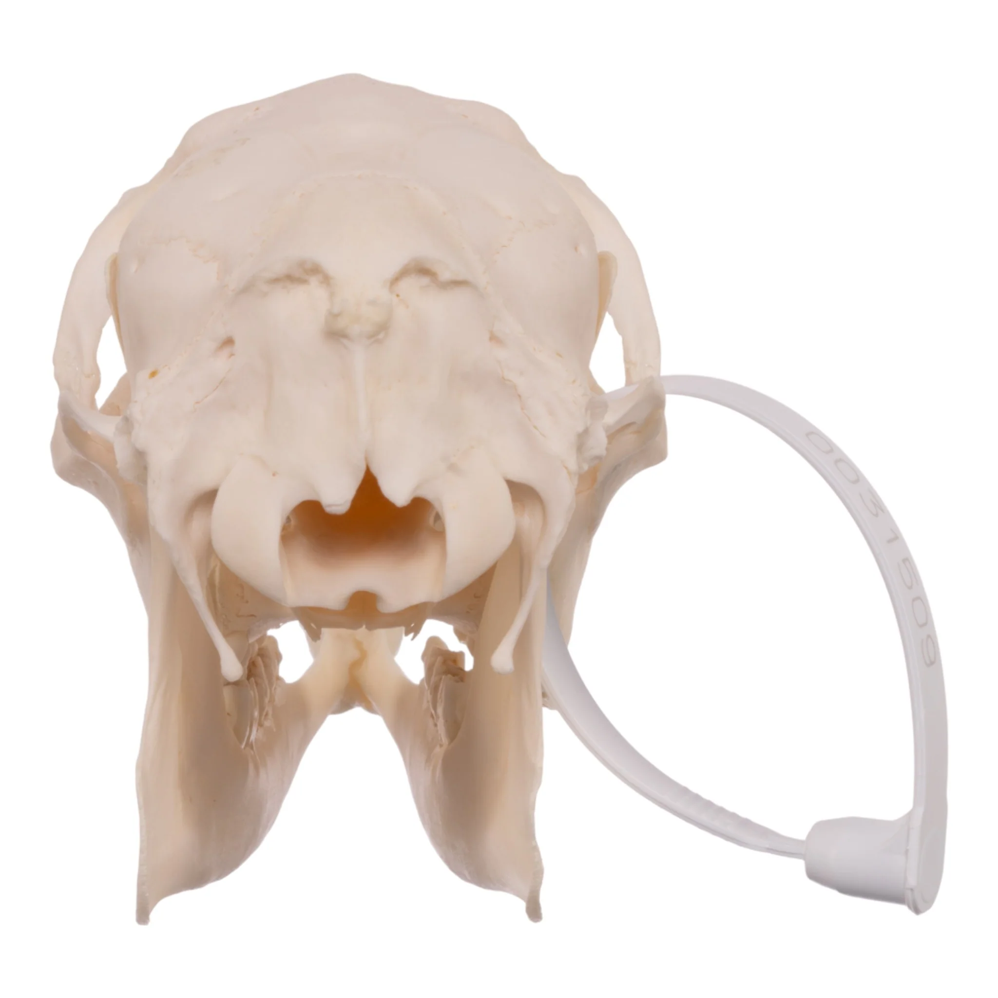 Real Roe Deer Skull - Female - Image 5