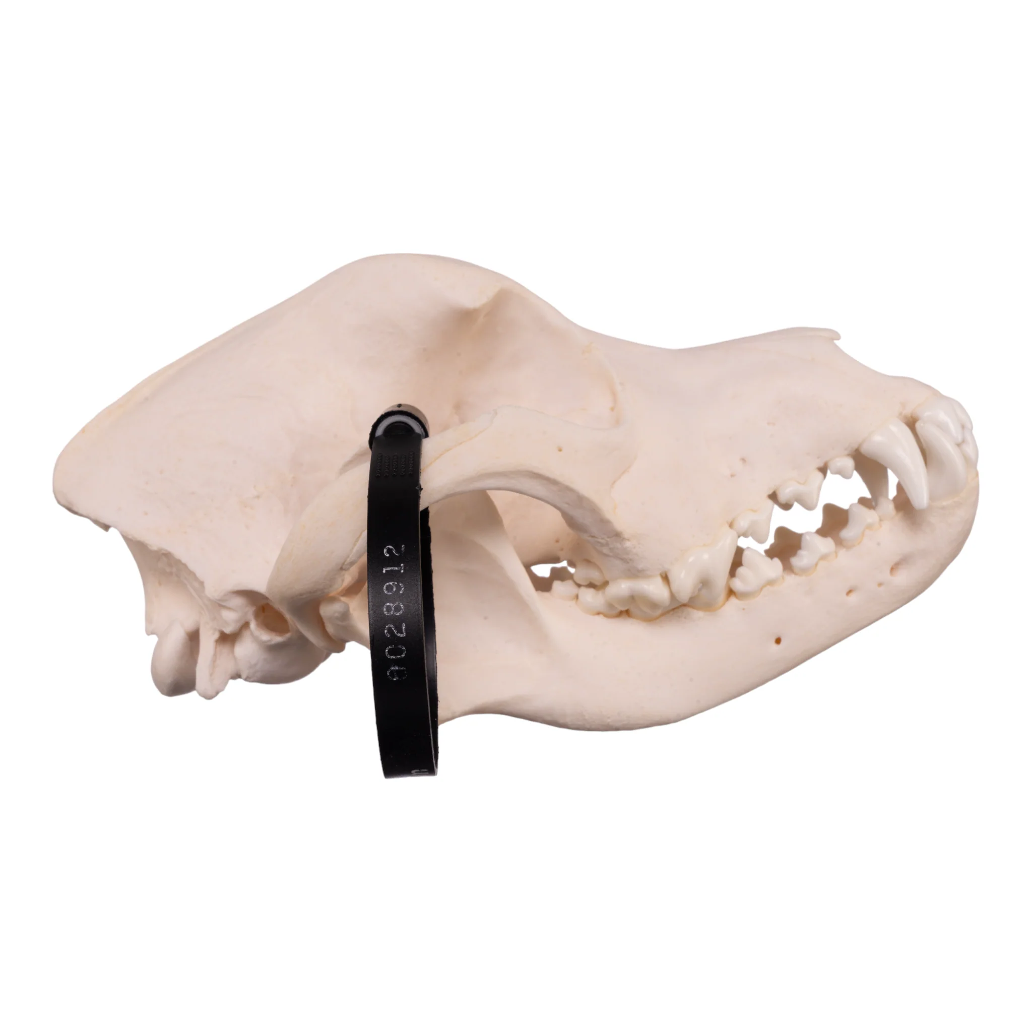 Real Domestic Dog Skull - Rottweiler - Image 2
