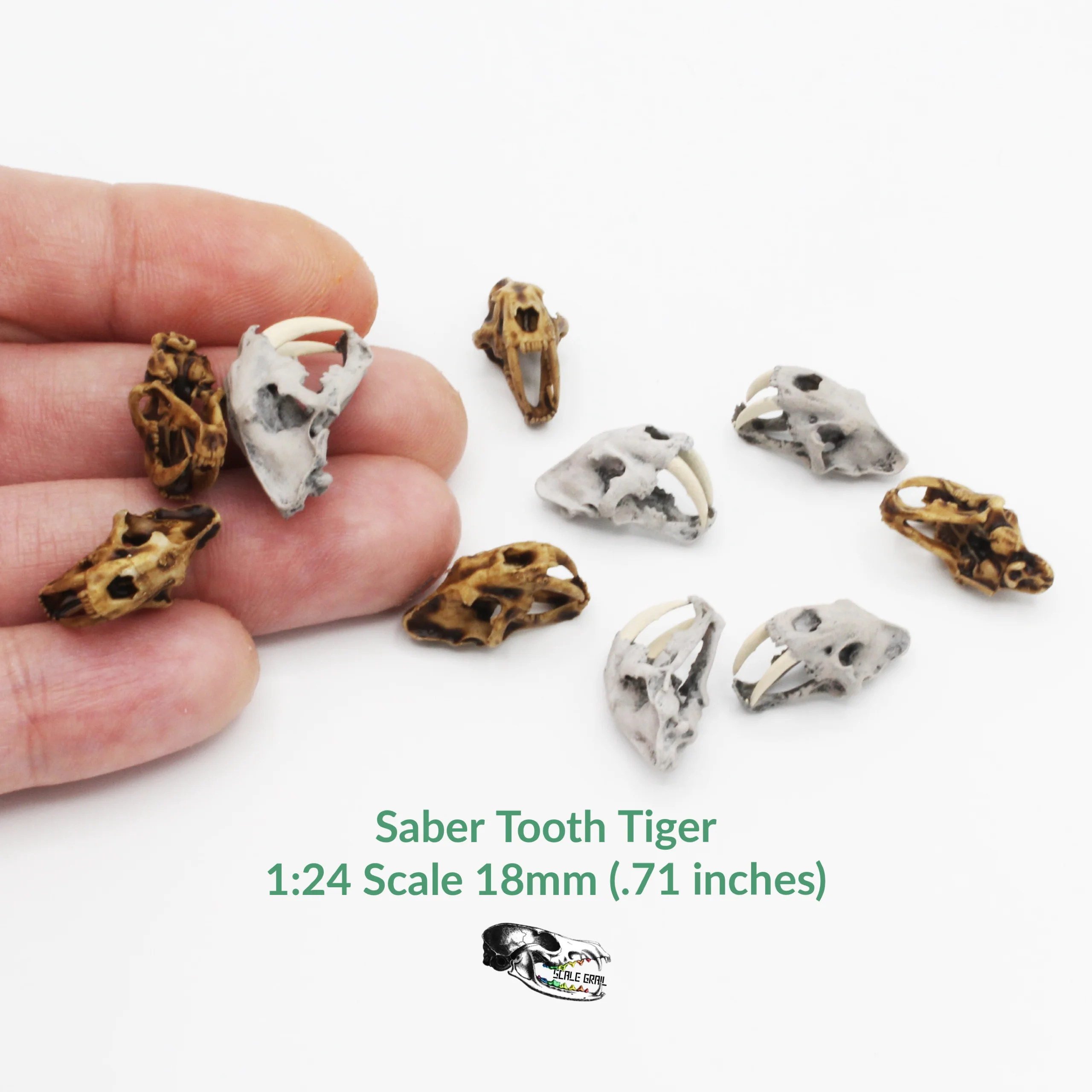 Saber-Toothed Tiger Skull Replica - 1:24 Scale (Set of 5)