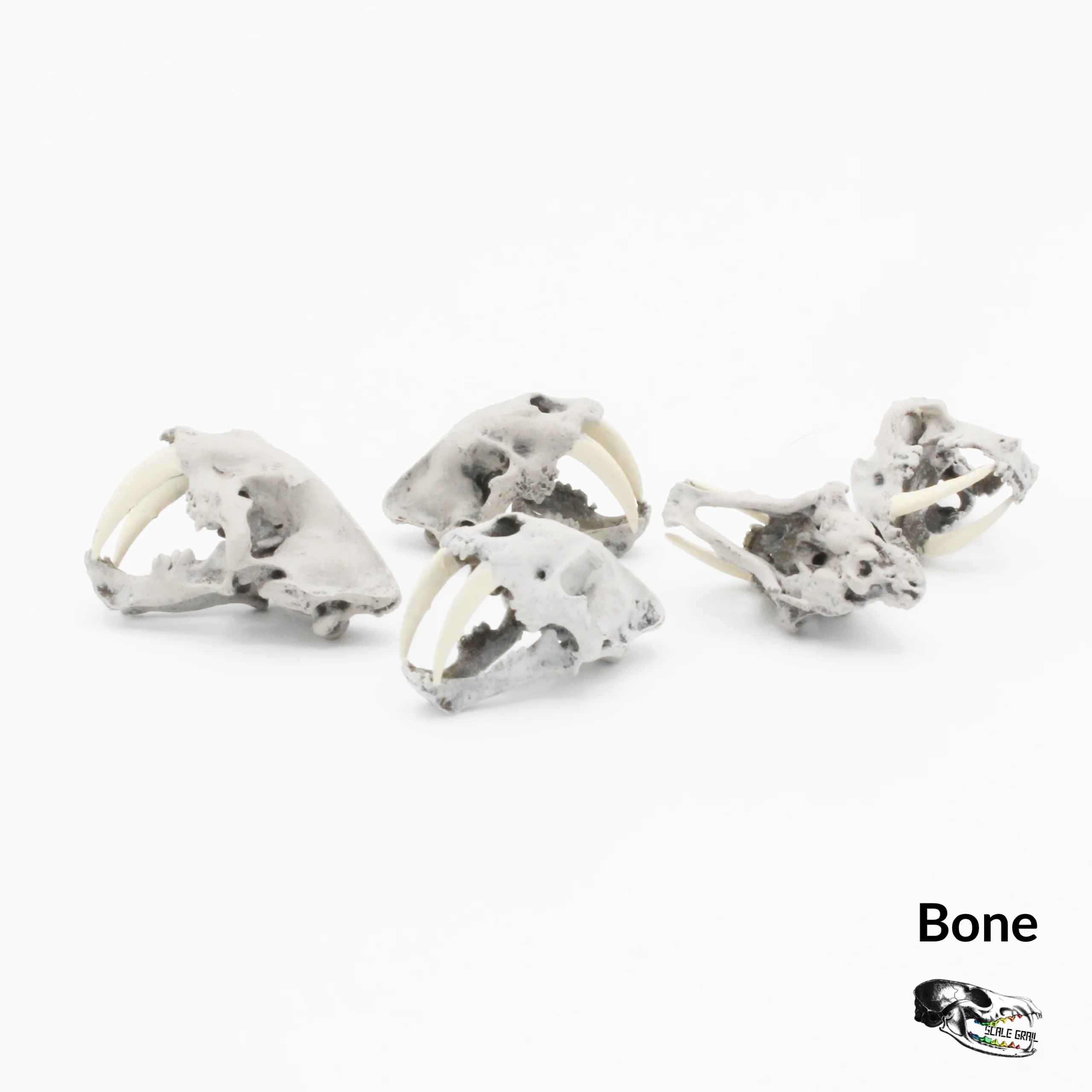 Saber-Toothed Tiger Skull Replica - 1:24 Scale (Set of 5) - Image 2
