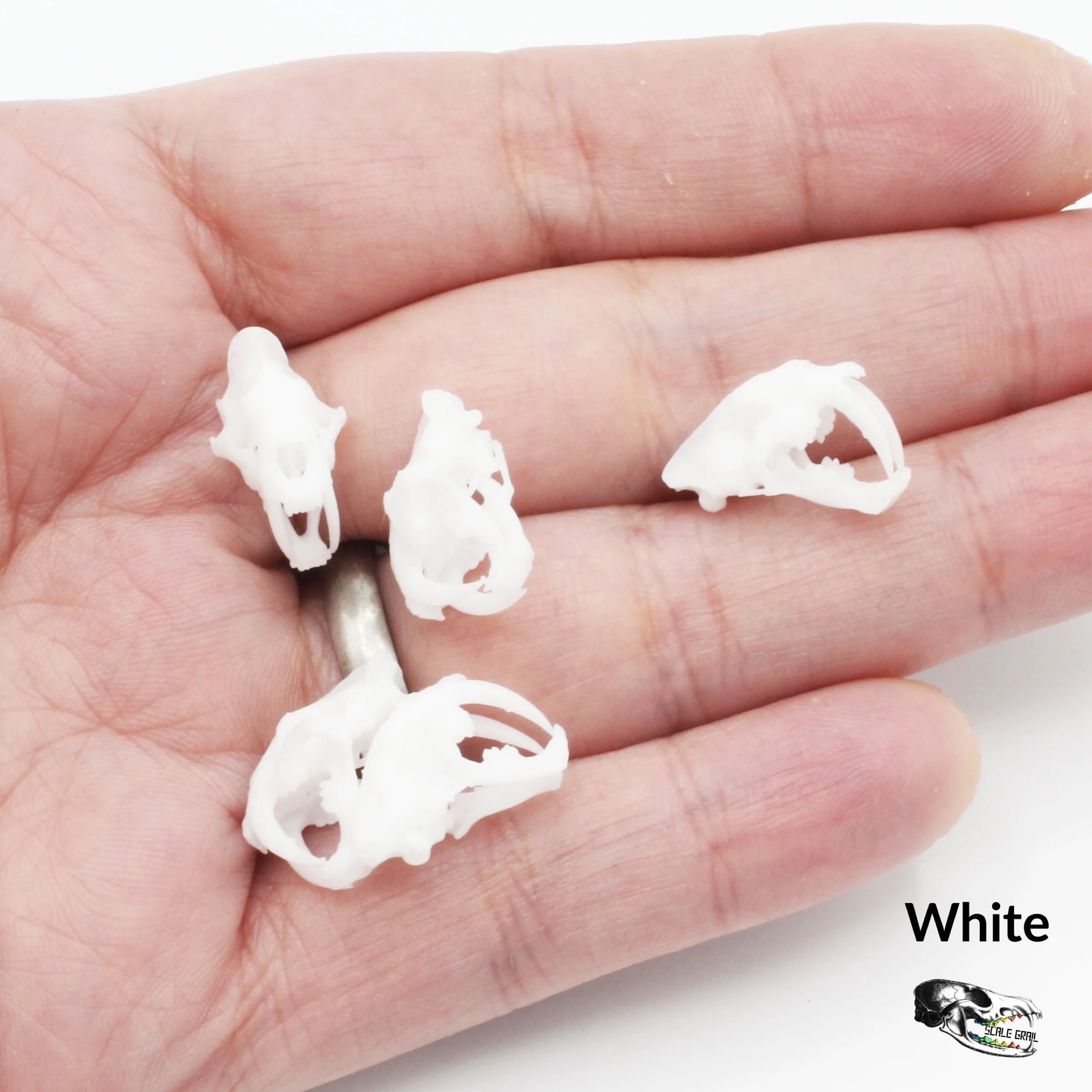 Saber-Toothed Tiger Skull Replica - 1:24 Scale (Set of 5) - Image 4