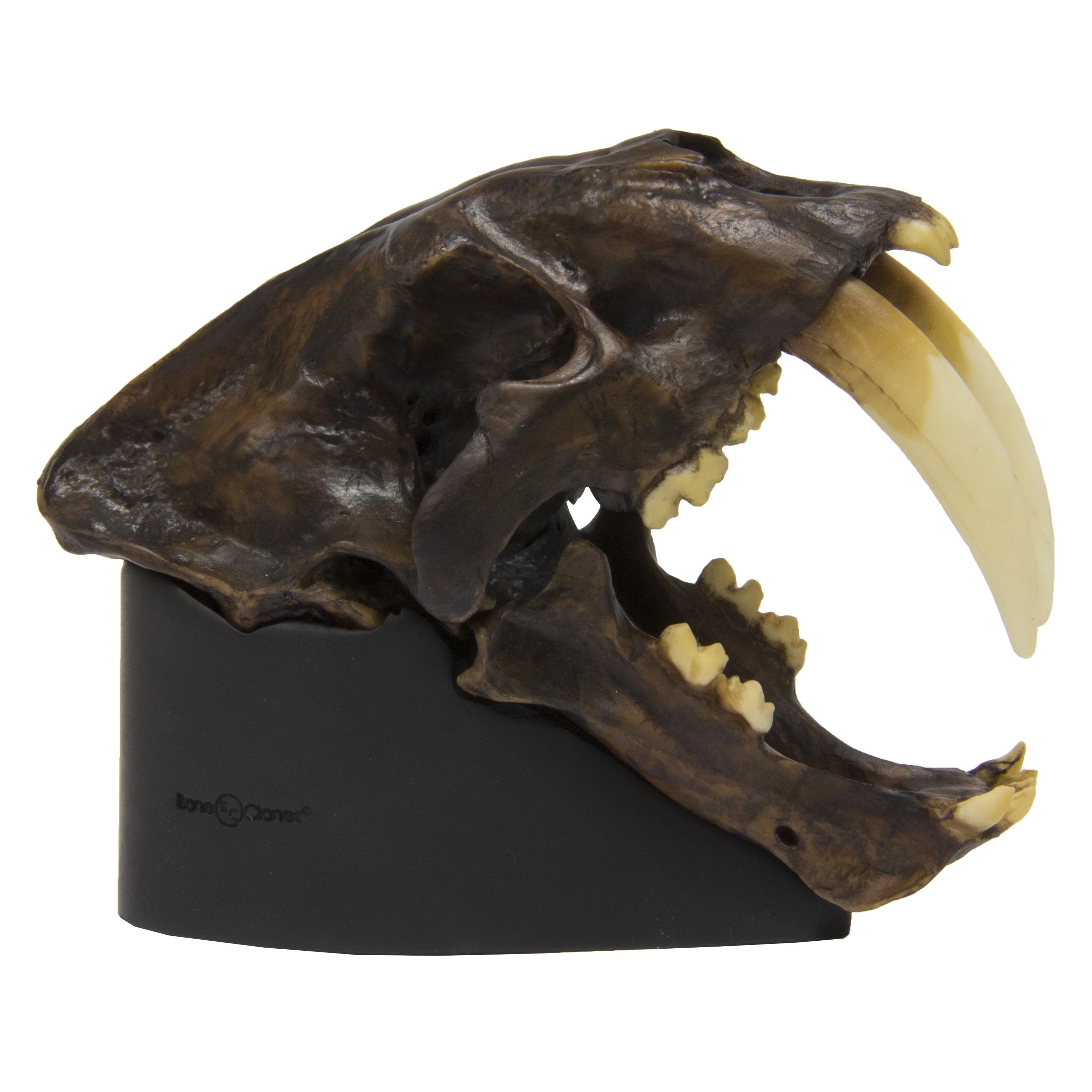 Replica Sabertooth Cat Skull - Tarpit Finish (1:3 Scale) - Image 2