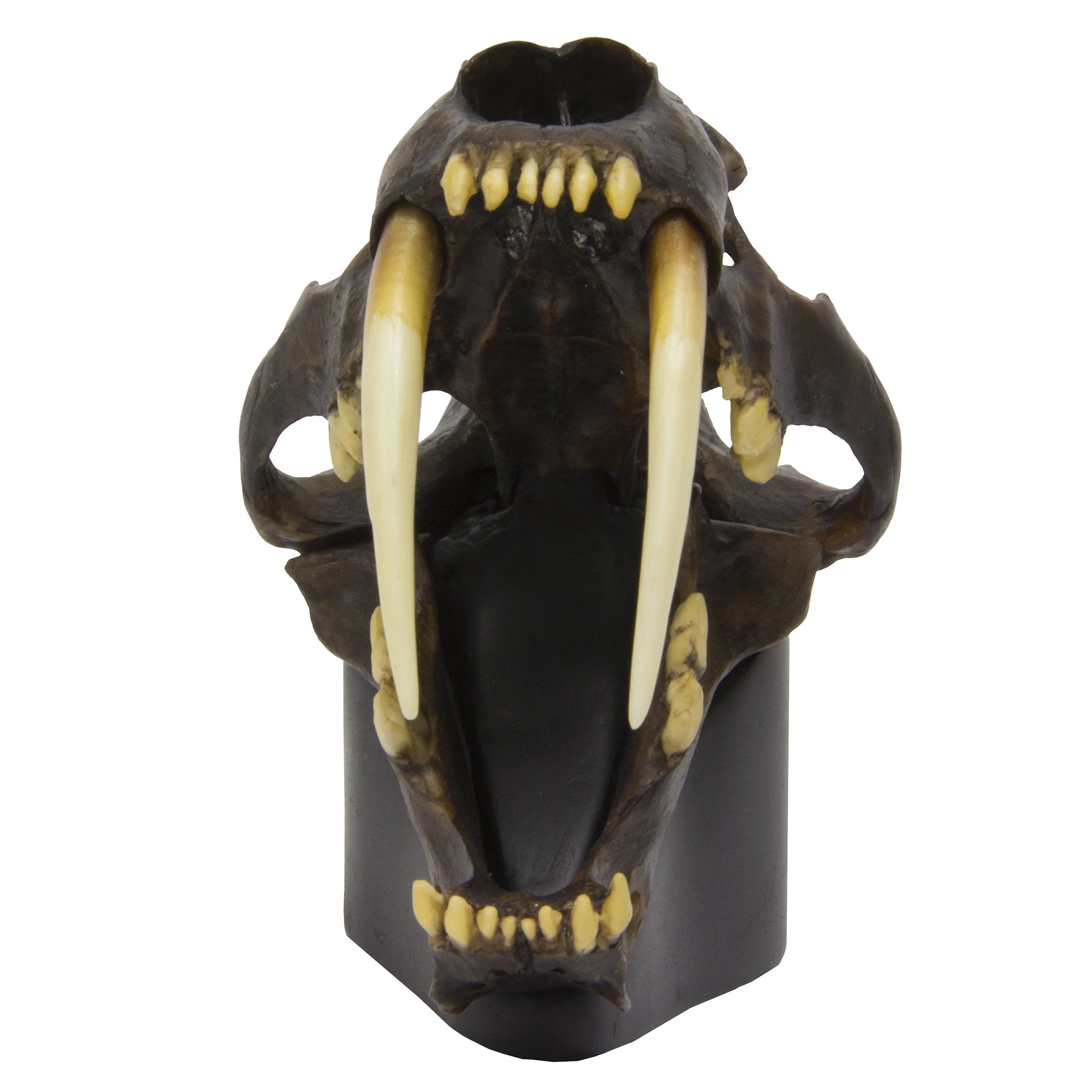 Replica Sabertooth Cat Skull - Tarpit Finish (1:3 Scale) - Image 3