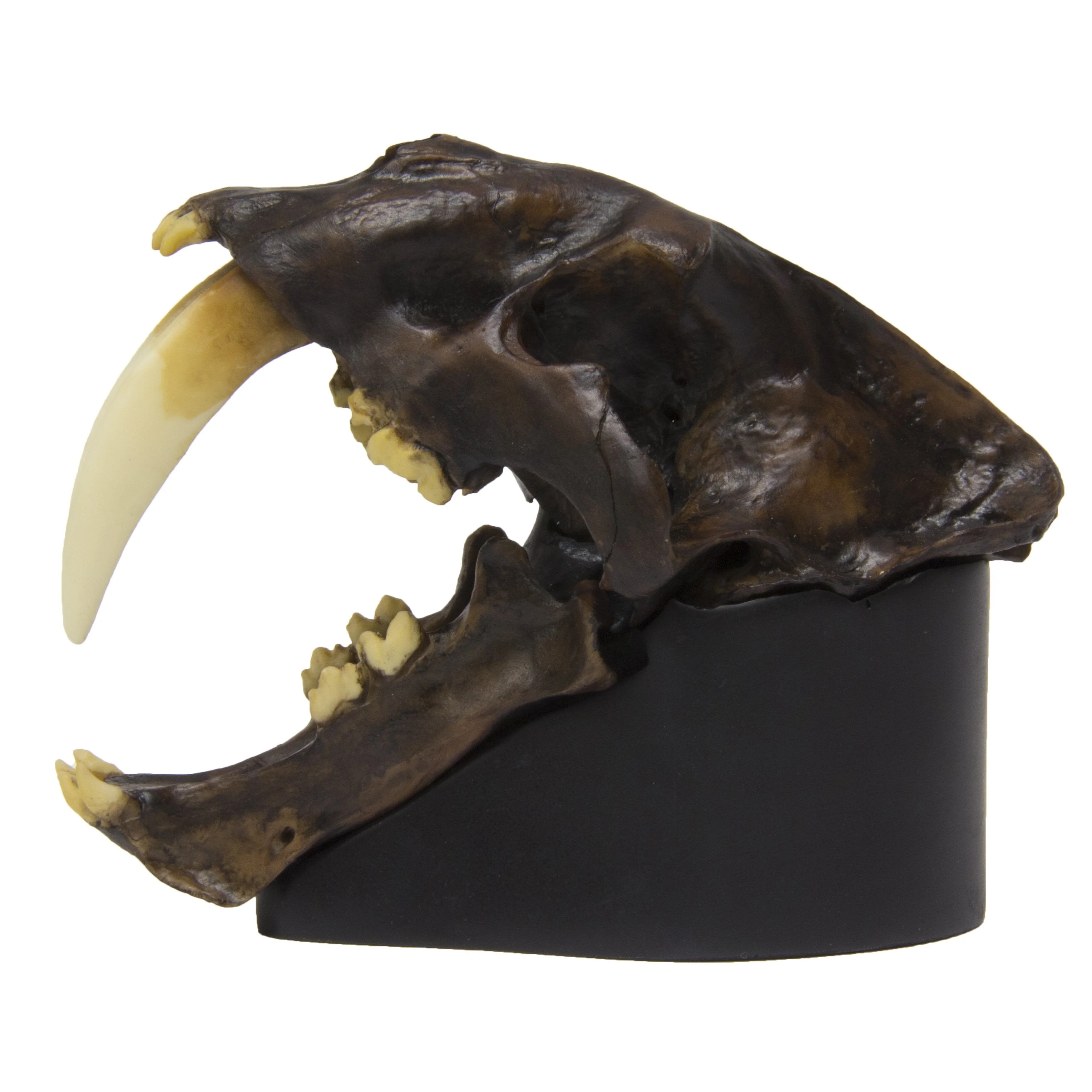 Replica Sabertooth Cat Skull - Tarpit Finish (1:3 Scale) - Image 4