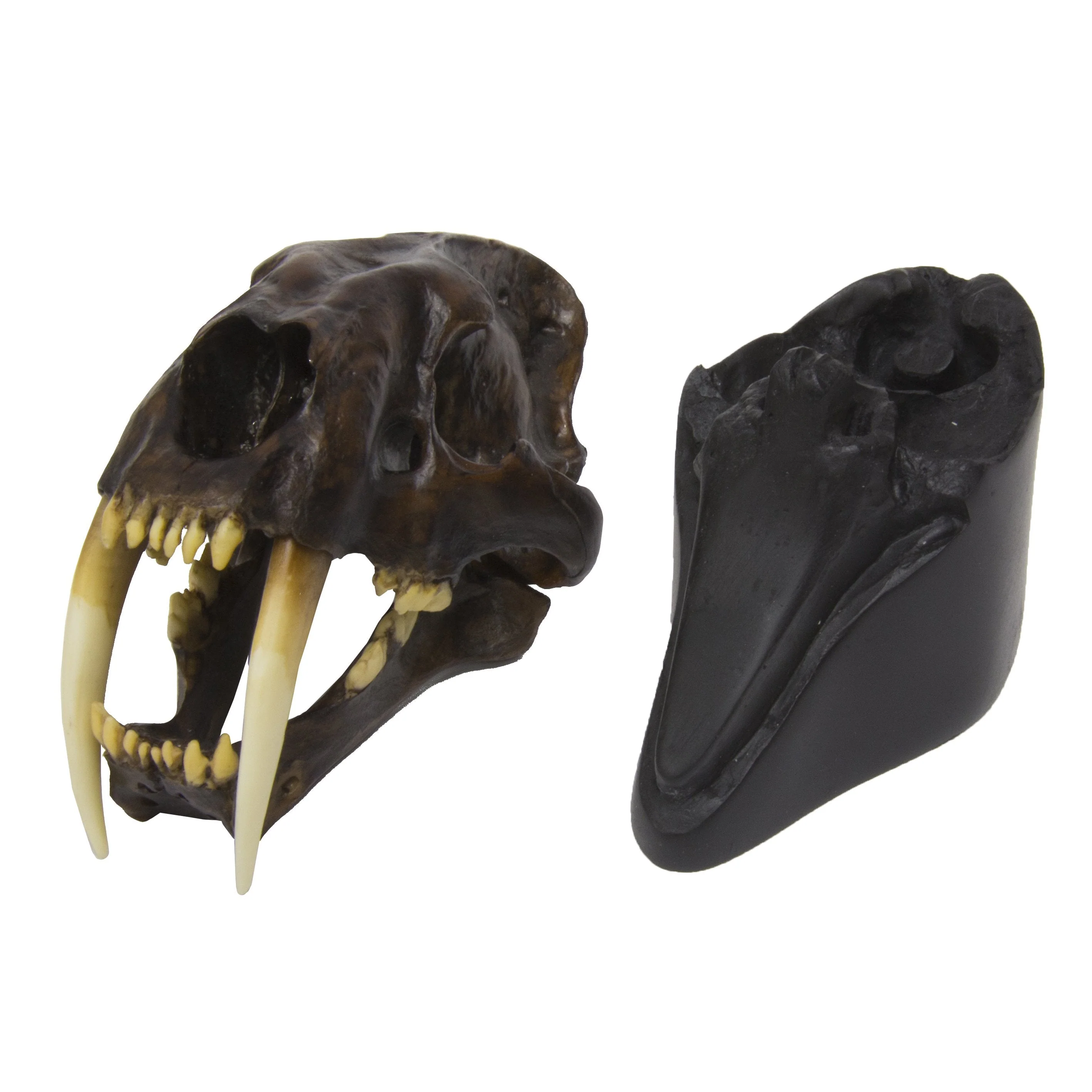 Replica Sabertooth Cat Skull - Tarpit Finish (1:3 Scale) - Image 5