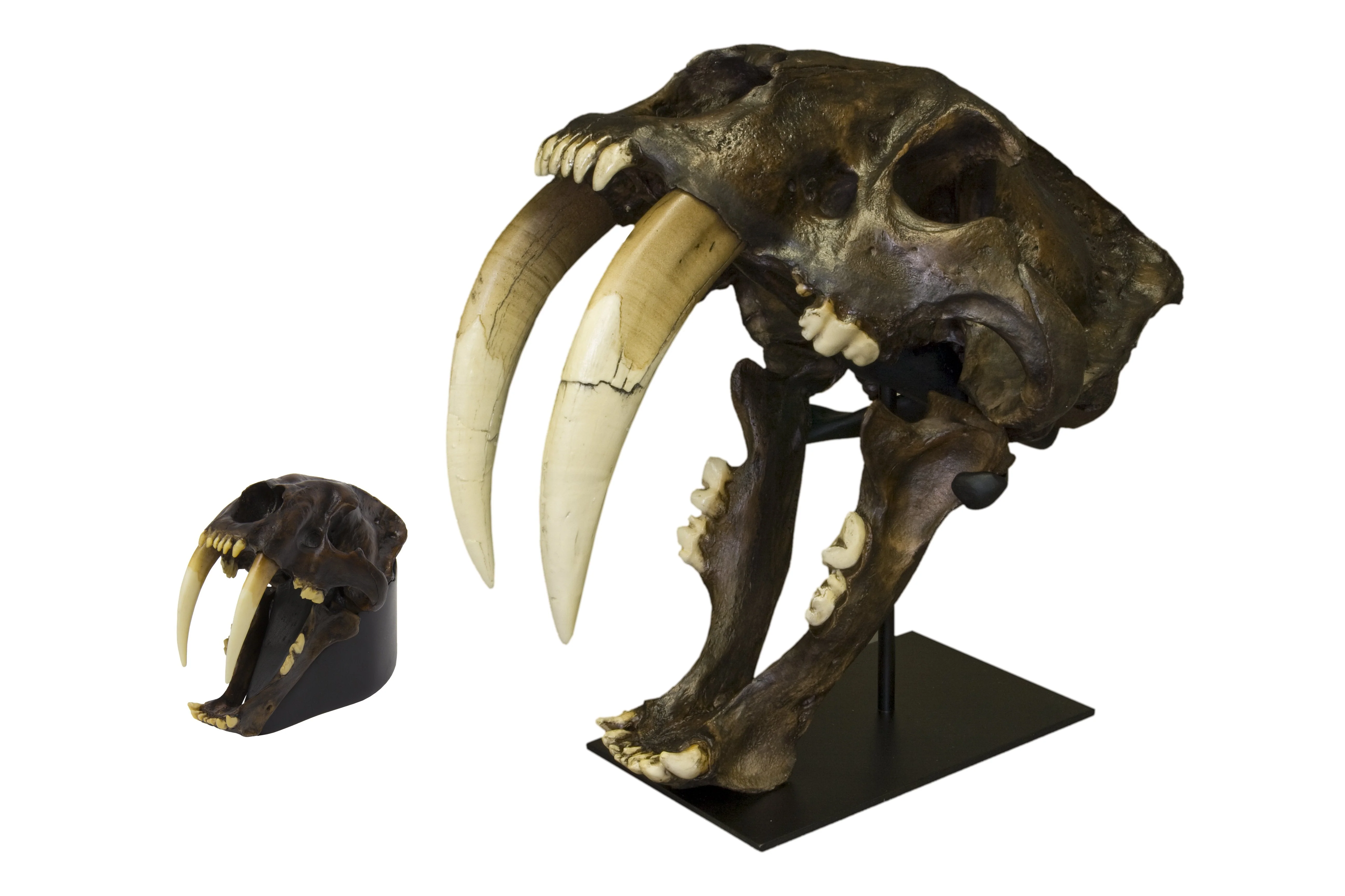 Replica Sabertooth Cat Skull - Tarpit Finish (1:3 Scale) - Image 6