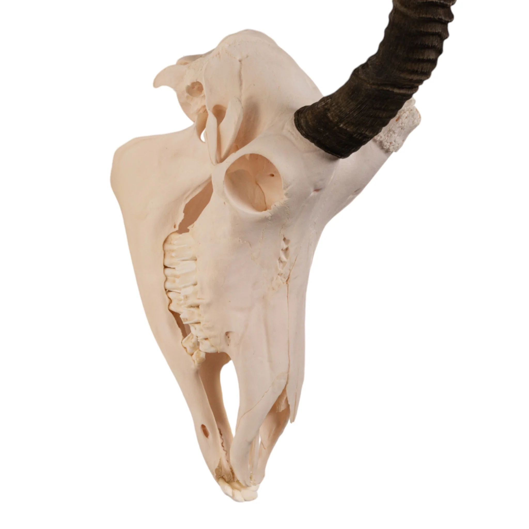 Real Sable Antelope Skull - Image 2