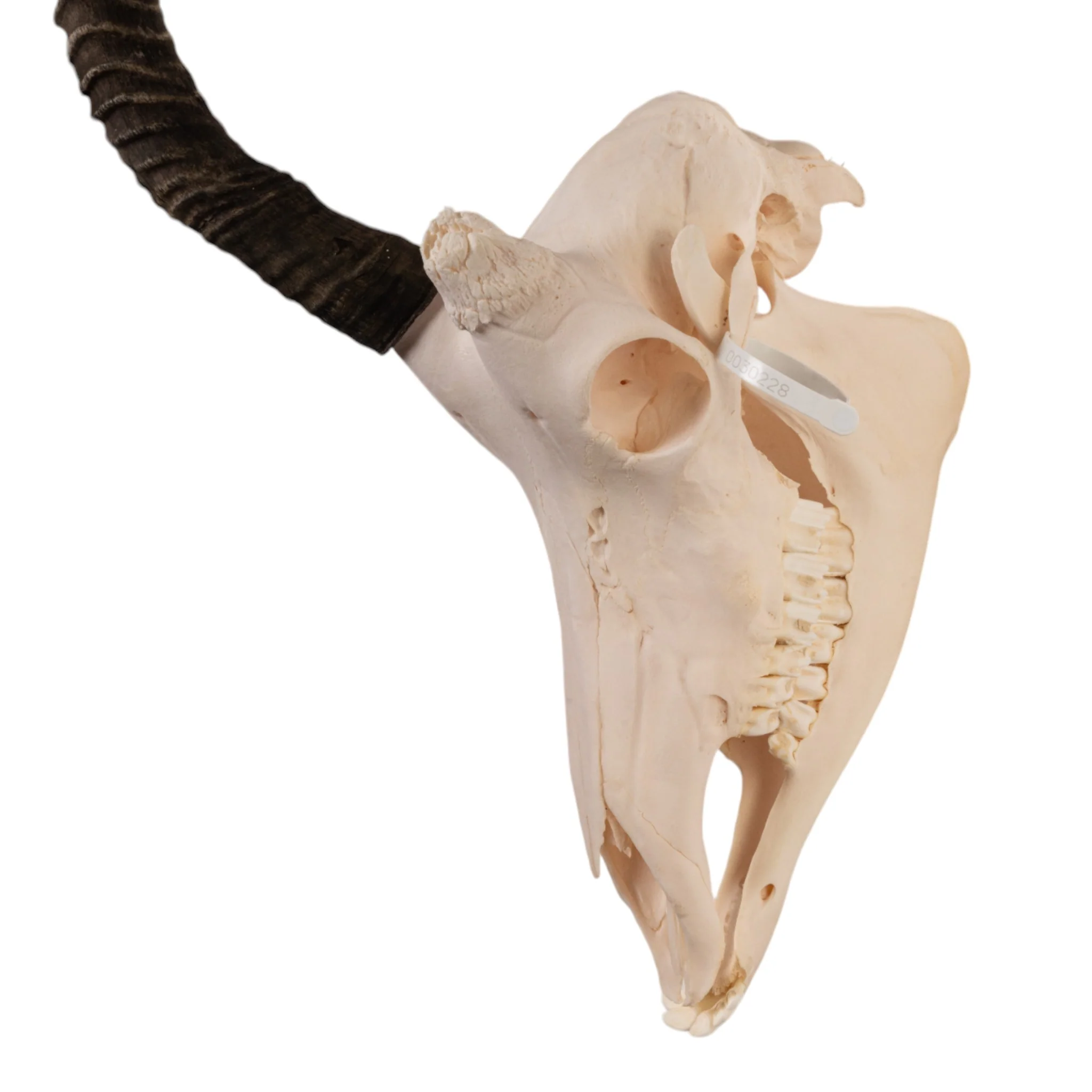 Real Sable Antelope Skull - Image 4