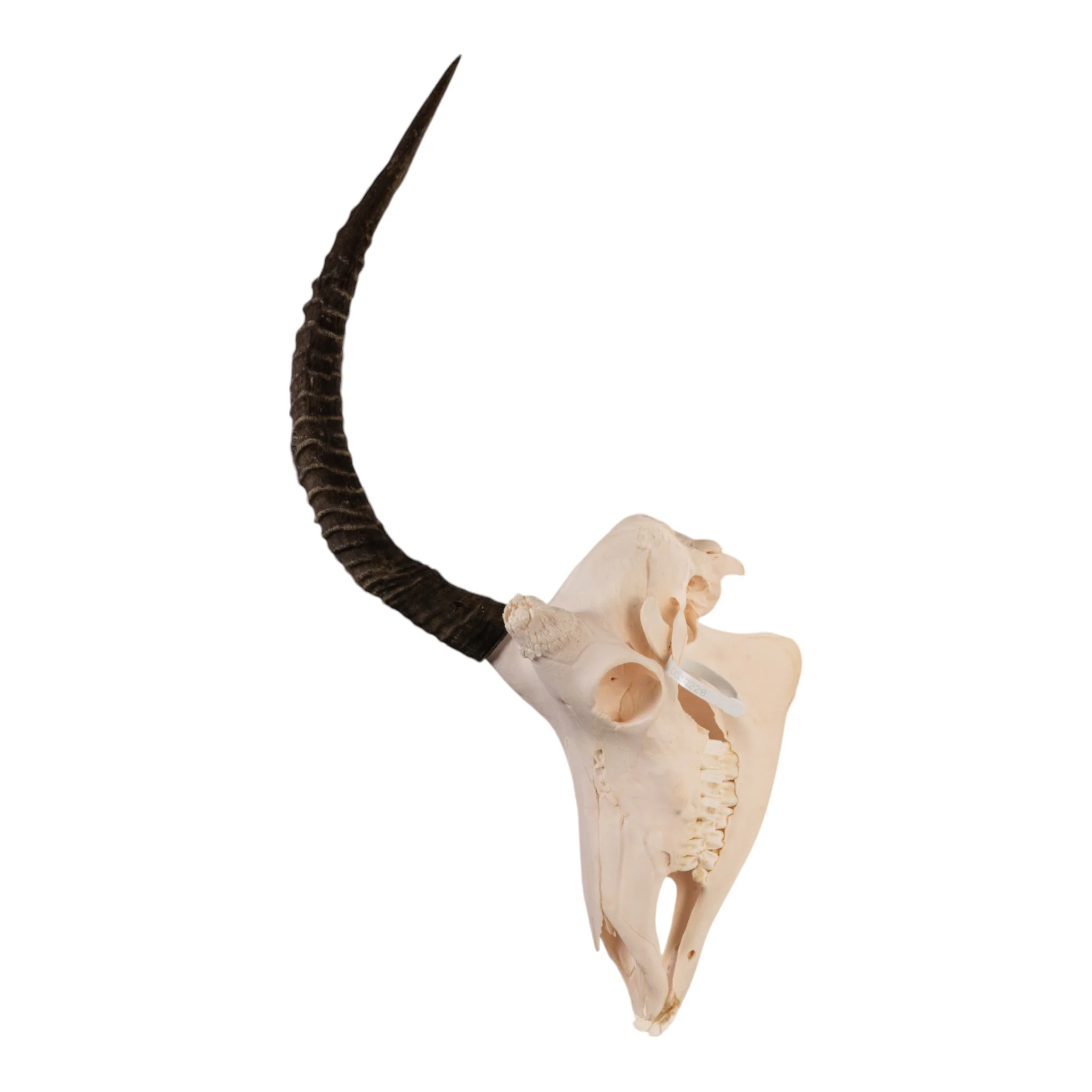Real Sable Antelope Skull - Image 6