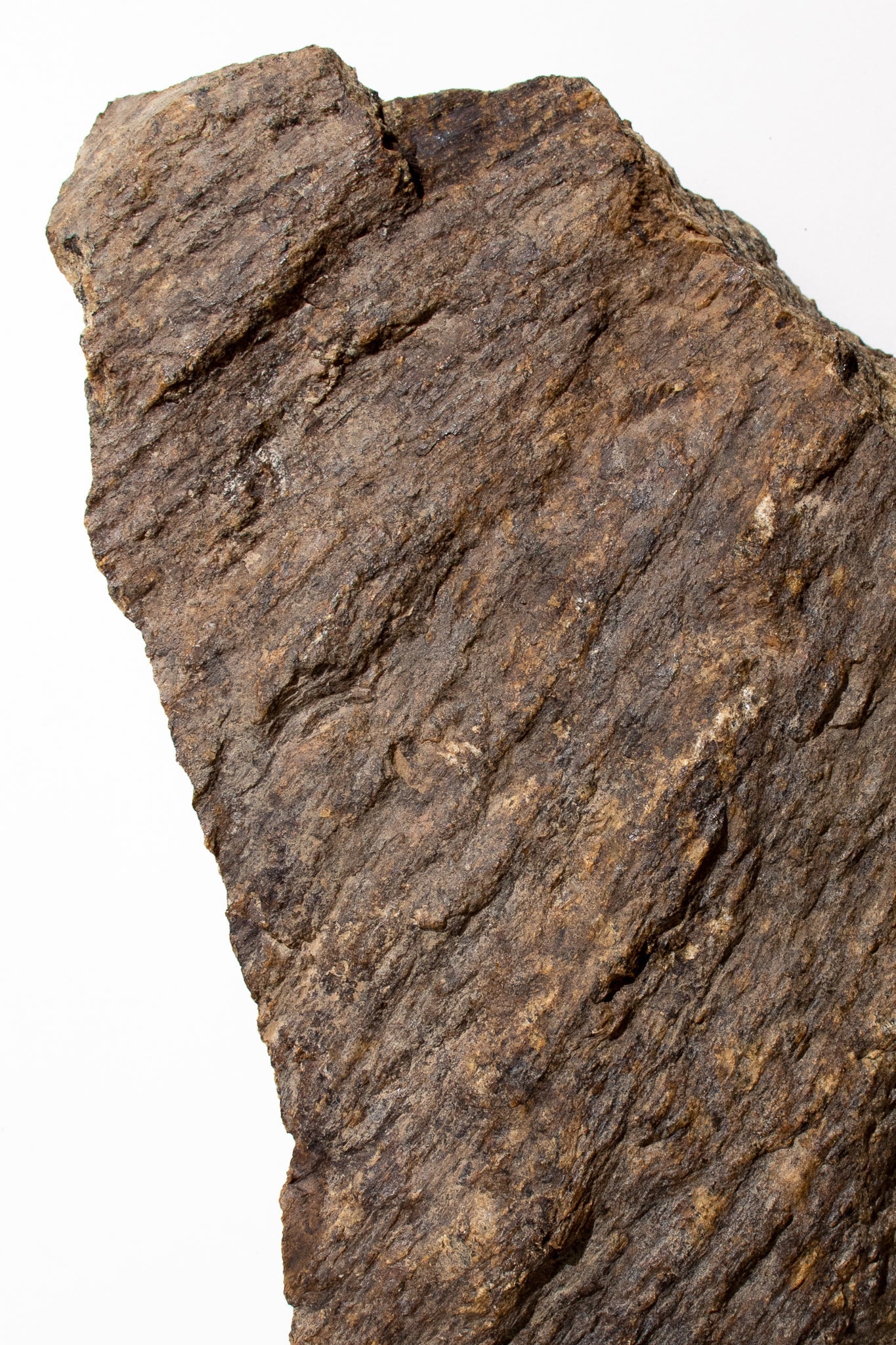 Shatter Cone Geological Specimen - Image 5