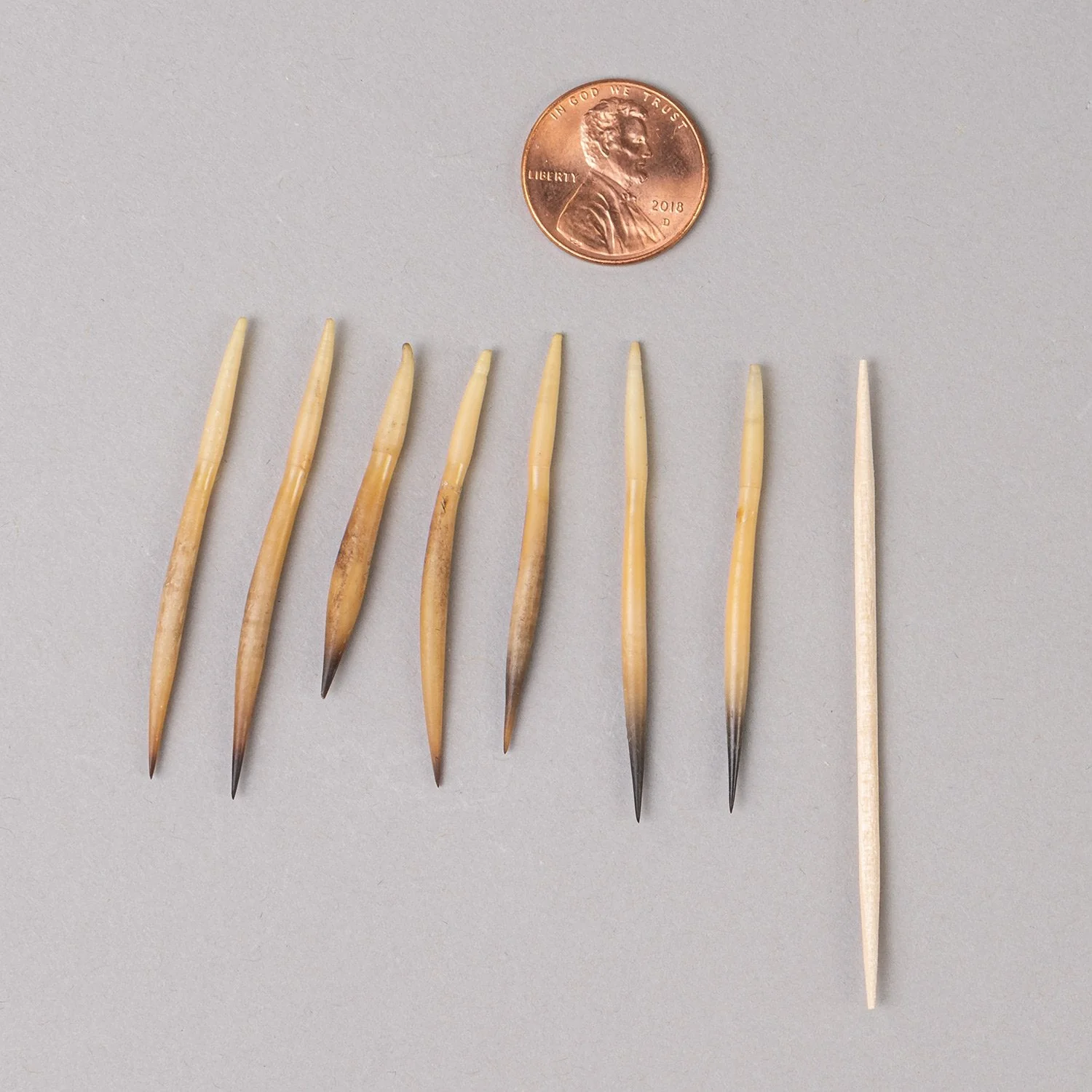 Real Short Beaked Echidna Quill - Small, Single