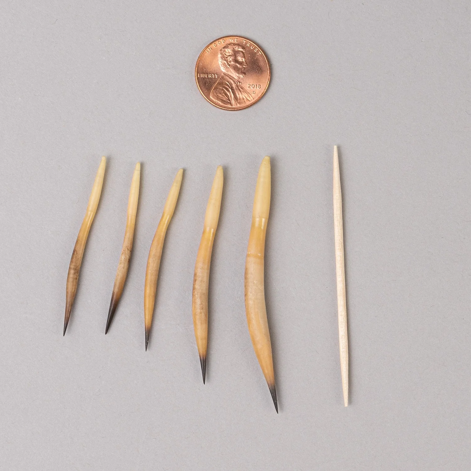 Real Short Beaked Echidna Quills - Set (2 Medium and 3 Small)