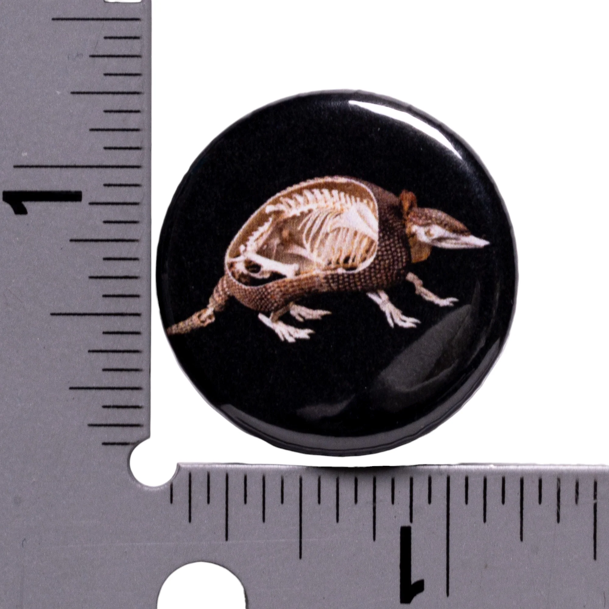 SKELETONS: Museum of Osteology Skulls and Skeletons Button - Single - Image 3
