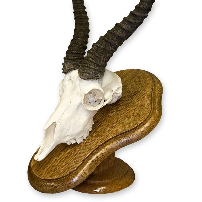 Skull Plaque - Image 4