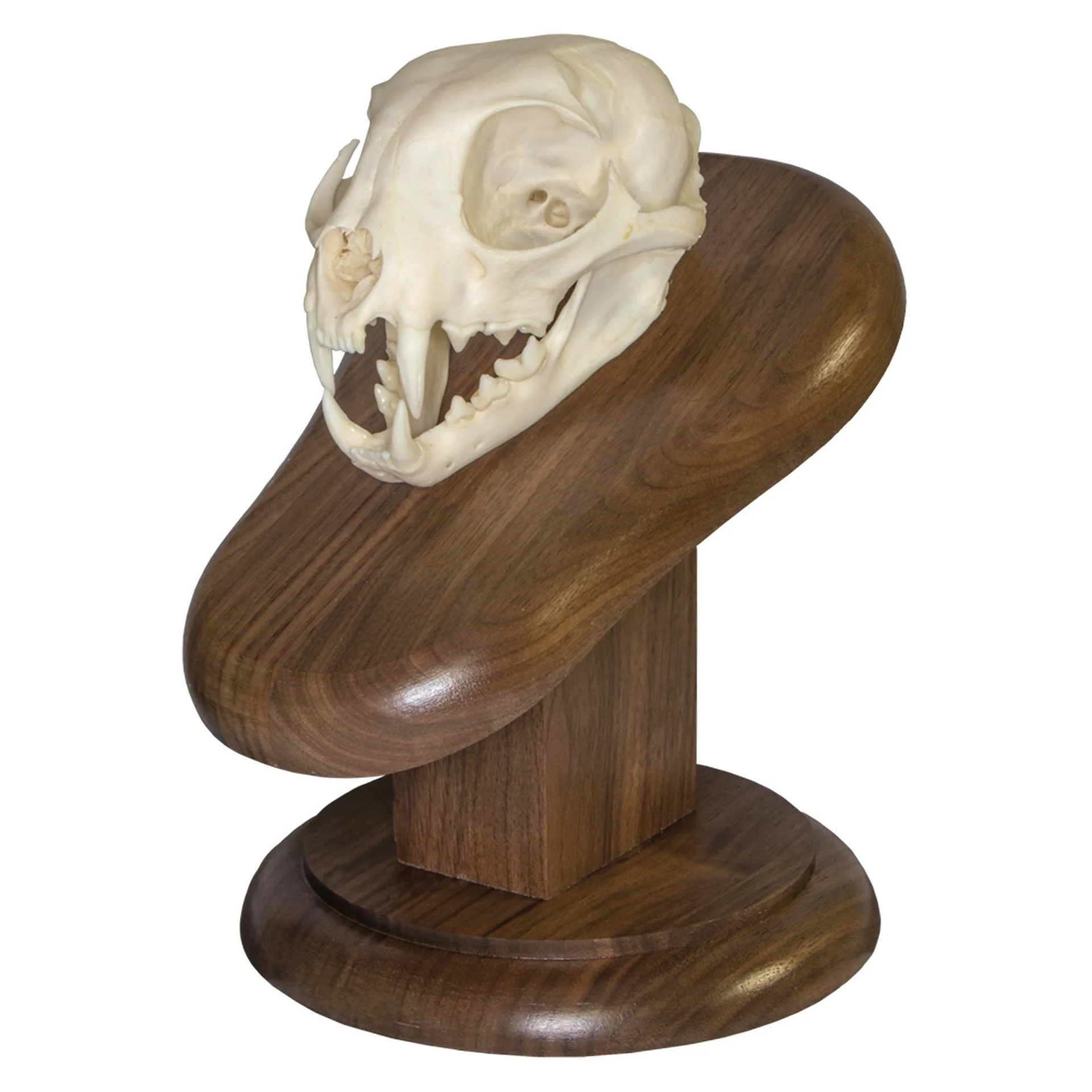 Skull Plaque - Image 5