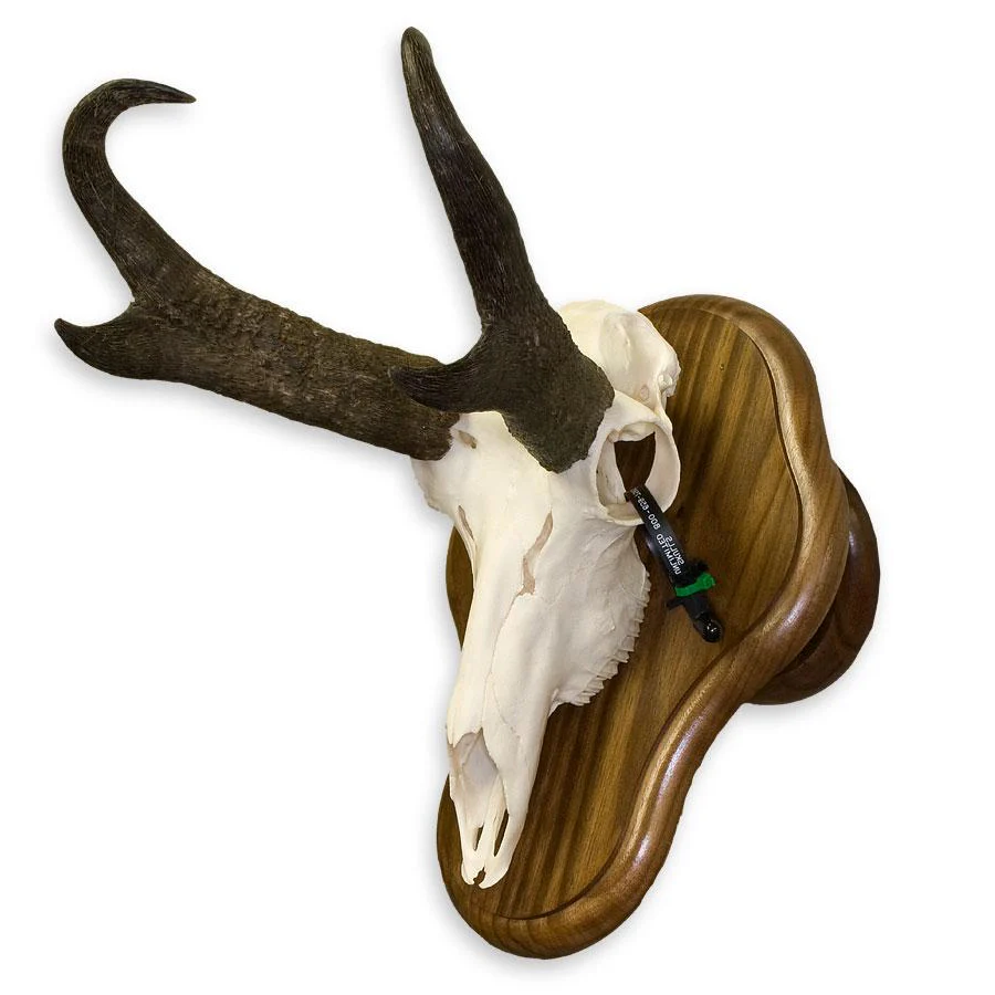 Skull Plaque - Image 6