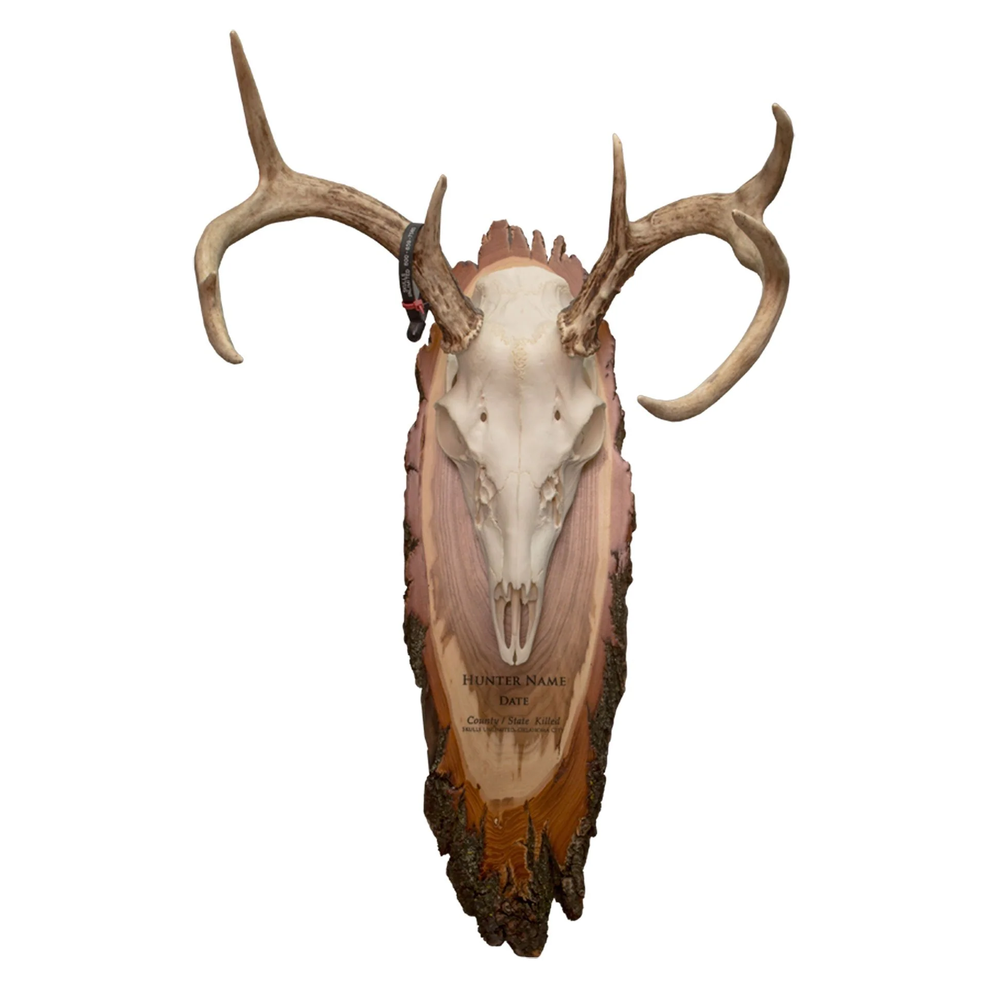 Skull Plaque - Image 7