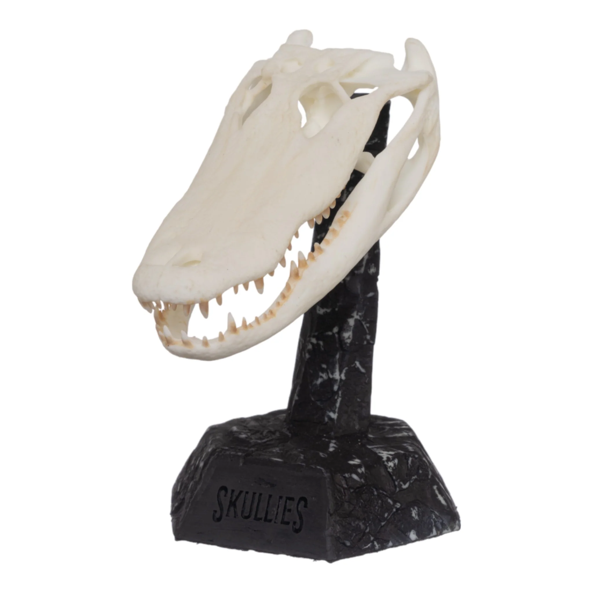 SKULLIES - Miniature American Alligator Skull - Image 2