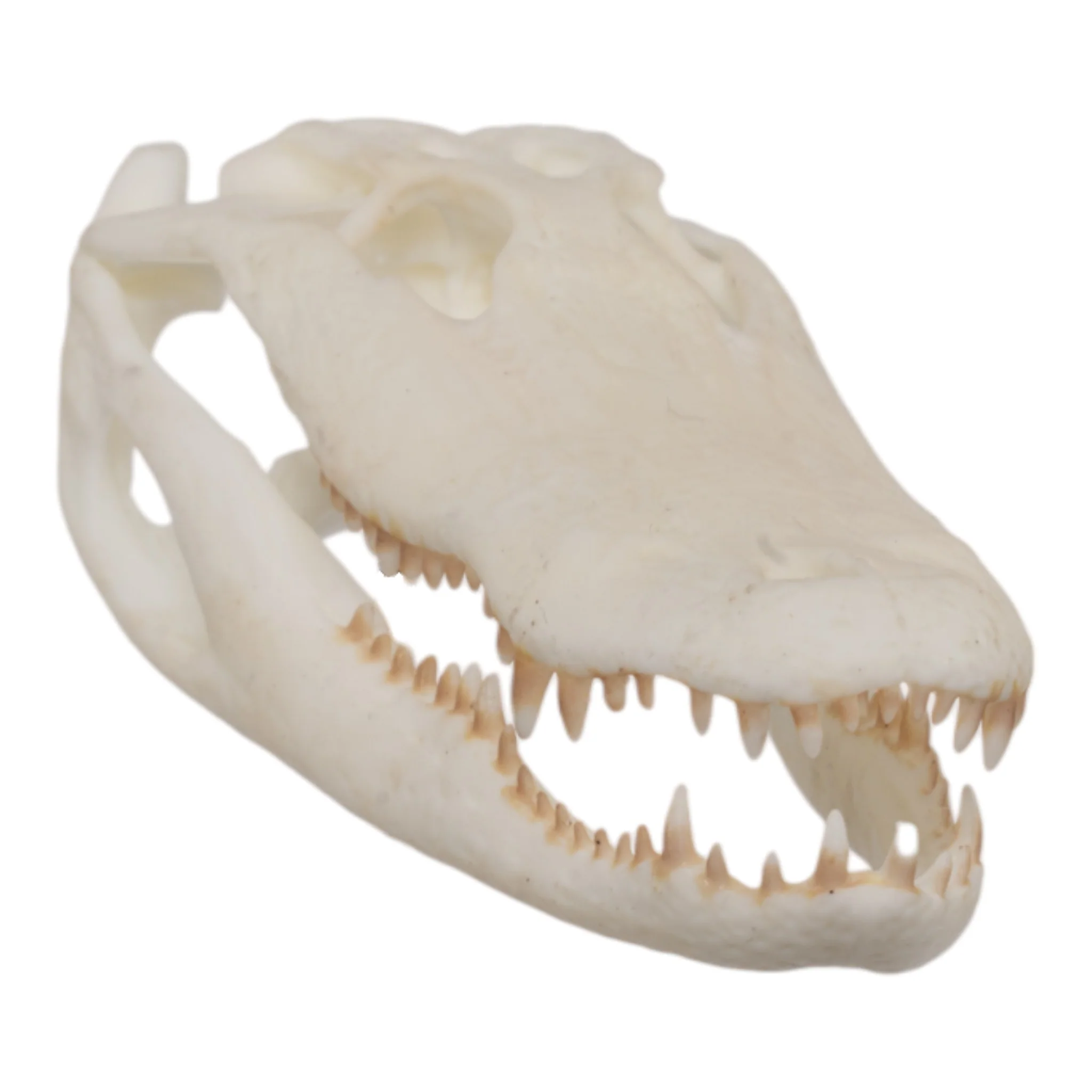 SKULLIES - Miniature American Alligator Skull - Image 3
