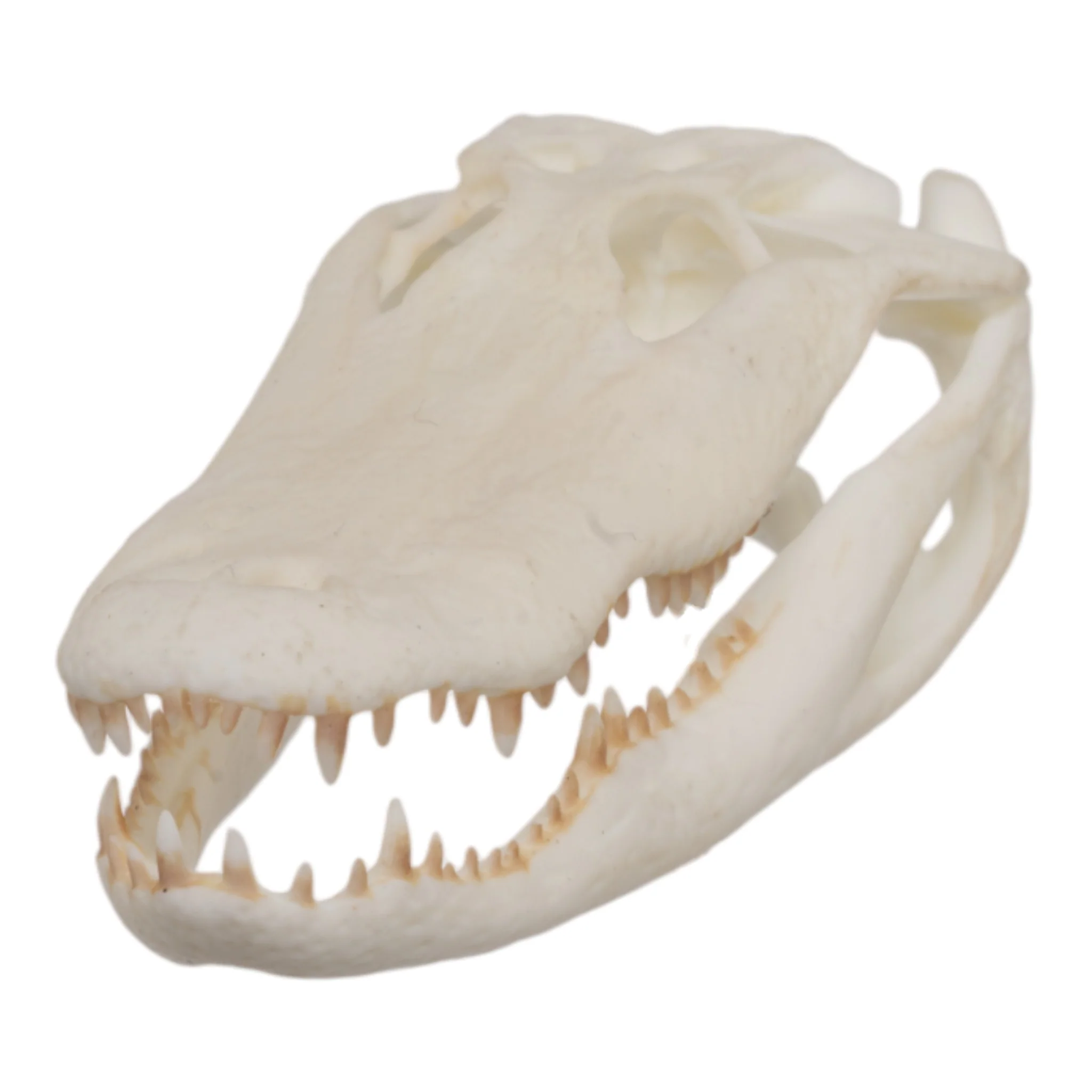 SKULLIES - Miniature American Alligator Skull - Image 4