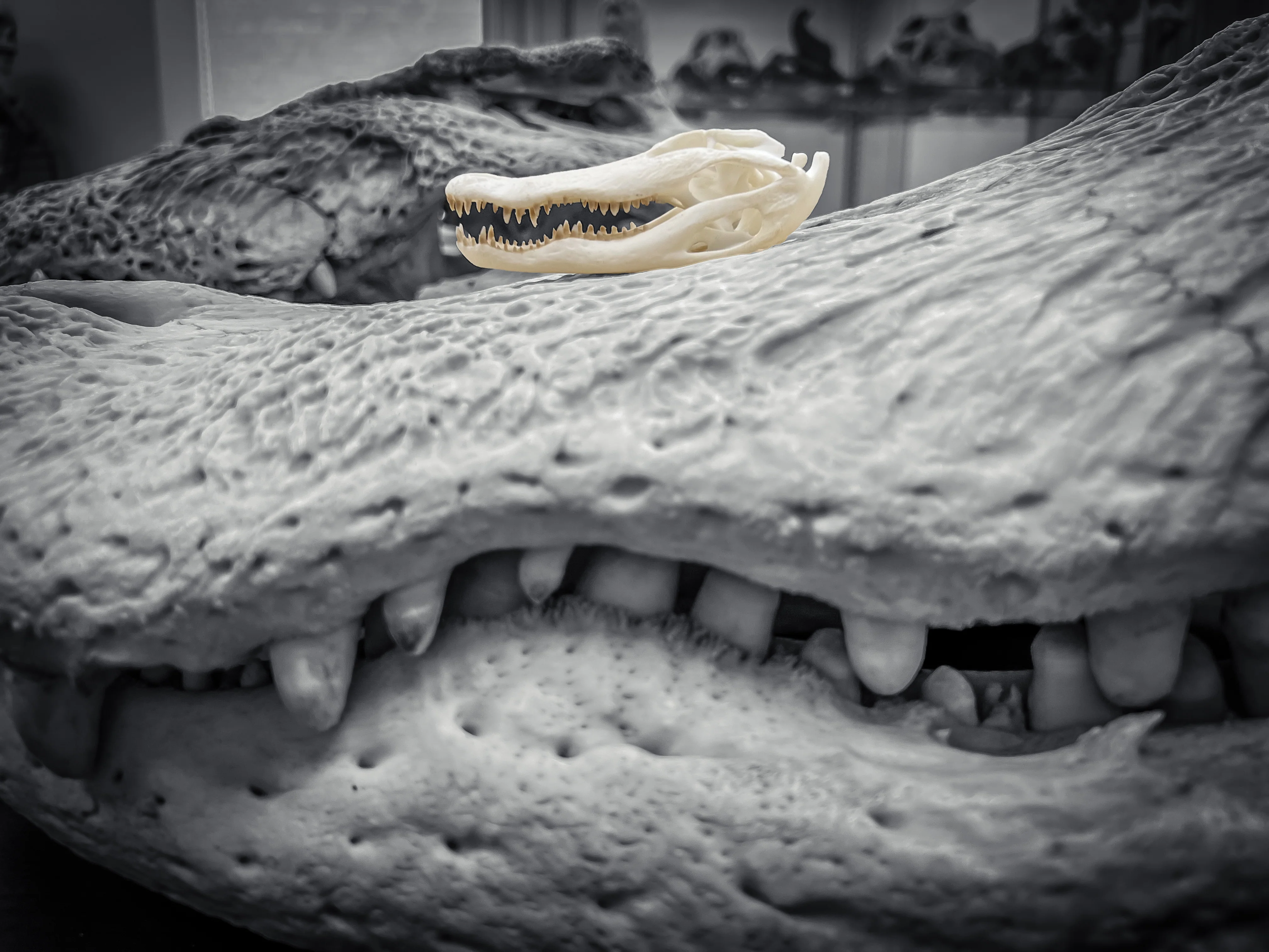 SKULLIES - Miniature American Alligator Skull - Image 5