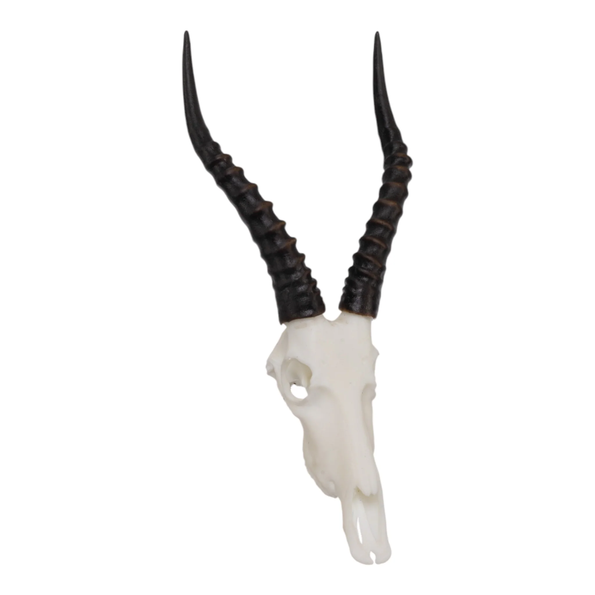 SKULLIES - Miniature Blesbok Skull - Image 3