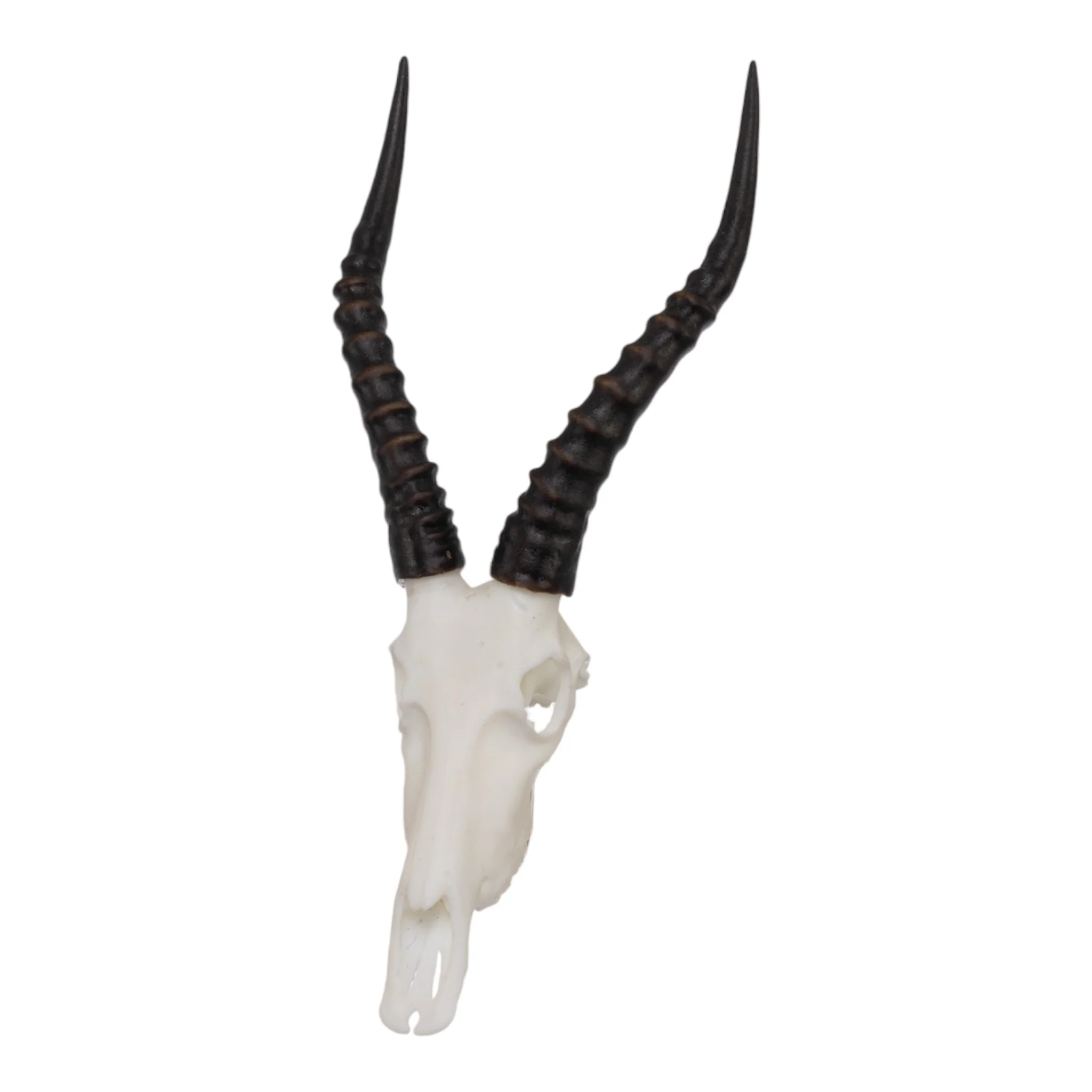 SKULLIES - Miniature Blesbok Skull - Image 4