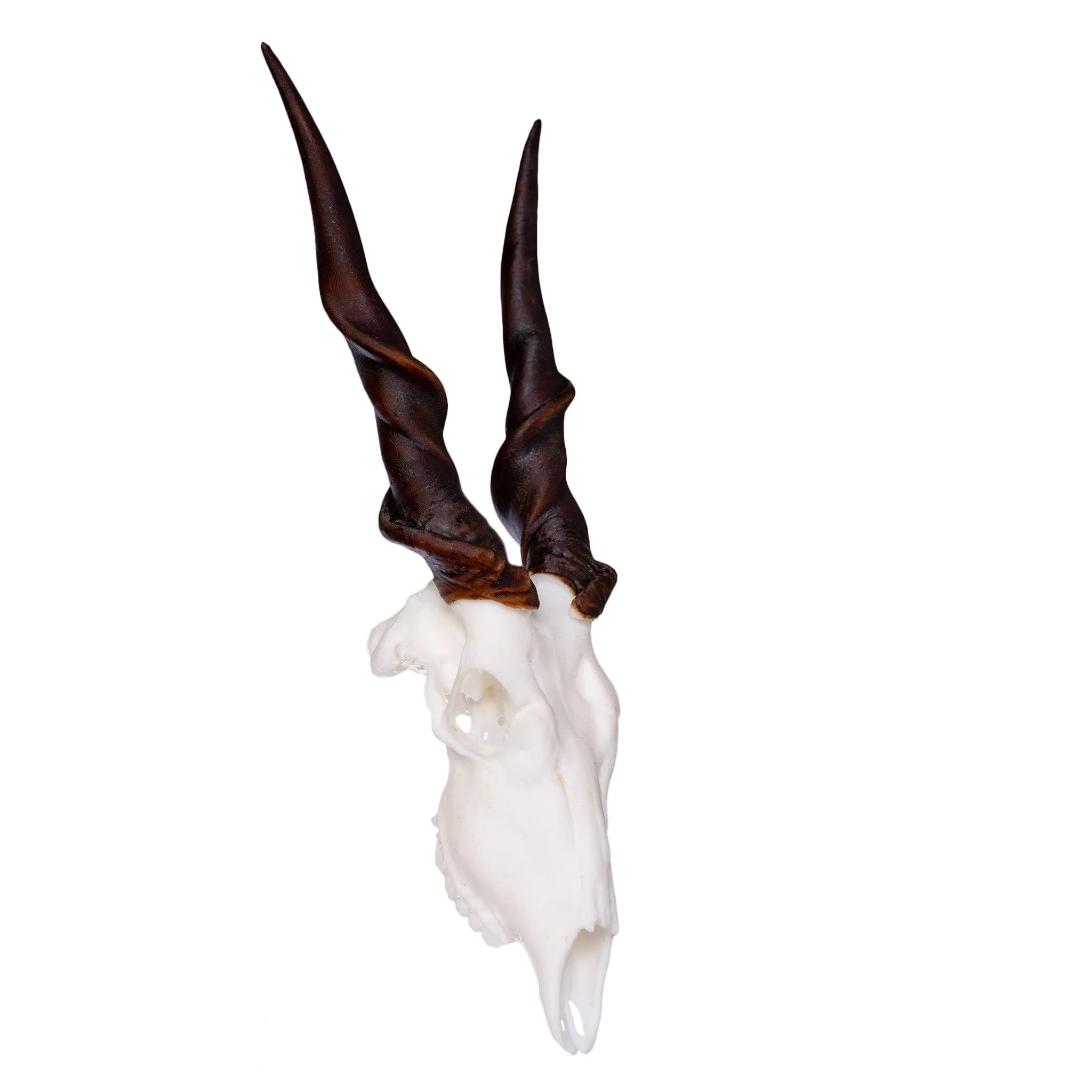 SKULLIES - Miniature Eland Skull - Image 3