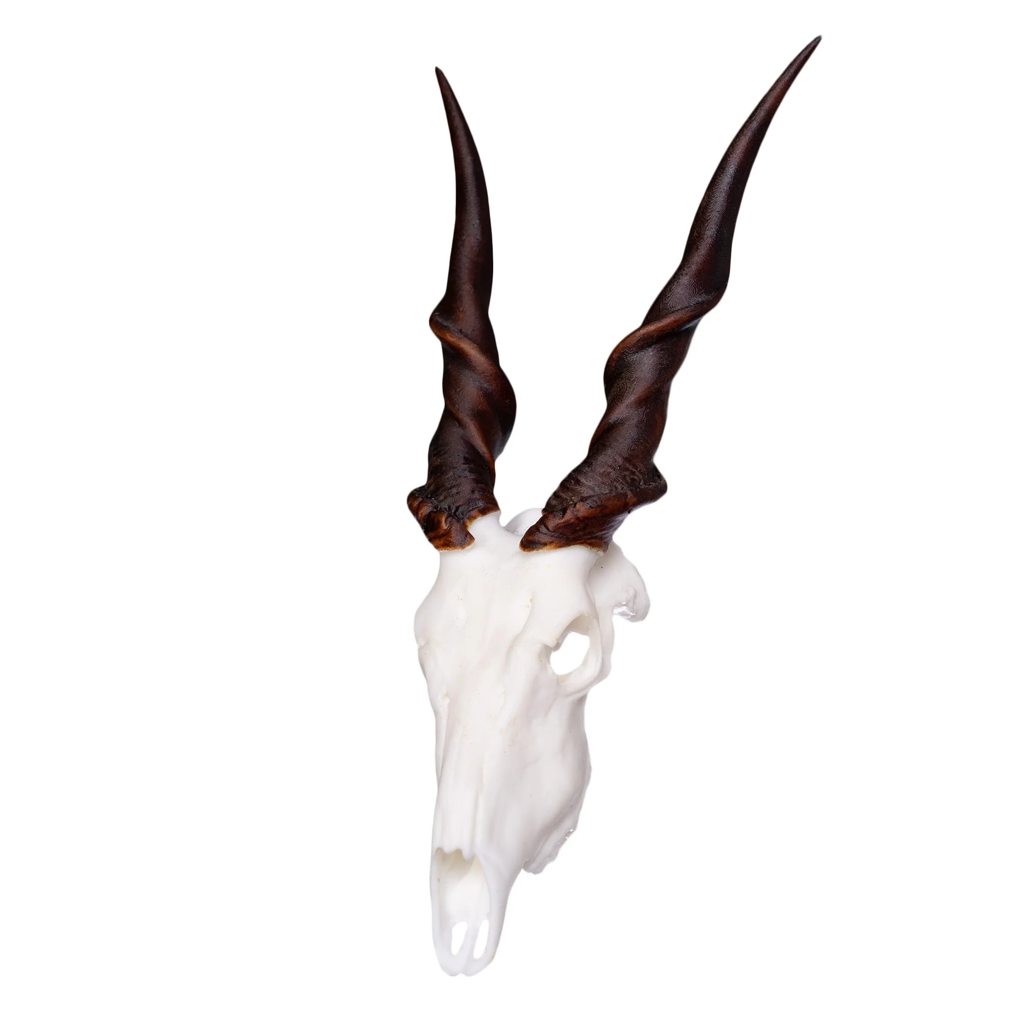 SKULLIES - Miniature Eland Skull - Image 4